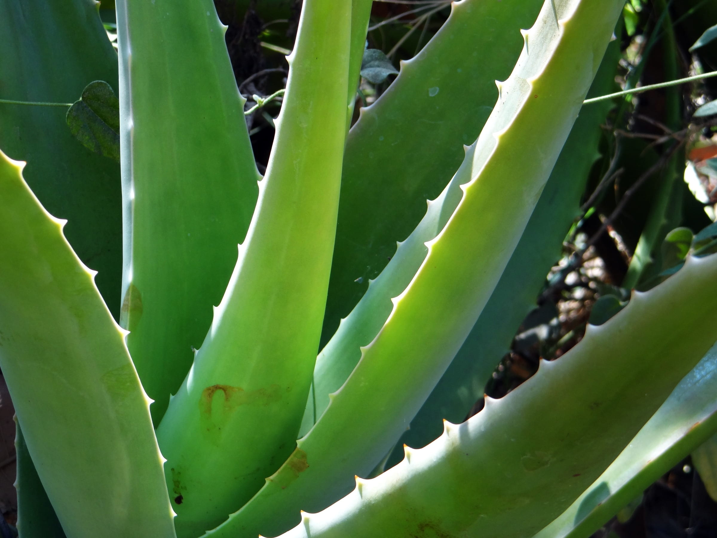plant, leaf, natural, close-up, day, beauty in nature, 1080P, cactus, aloe vera, plant part, healing, sharp, aloe, growth, stalks, medicine, green, medicinal, HD Wallpaper