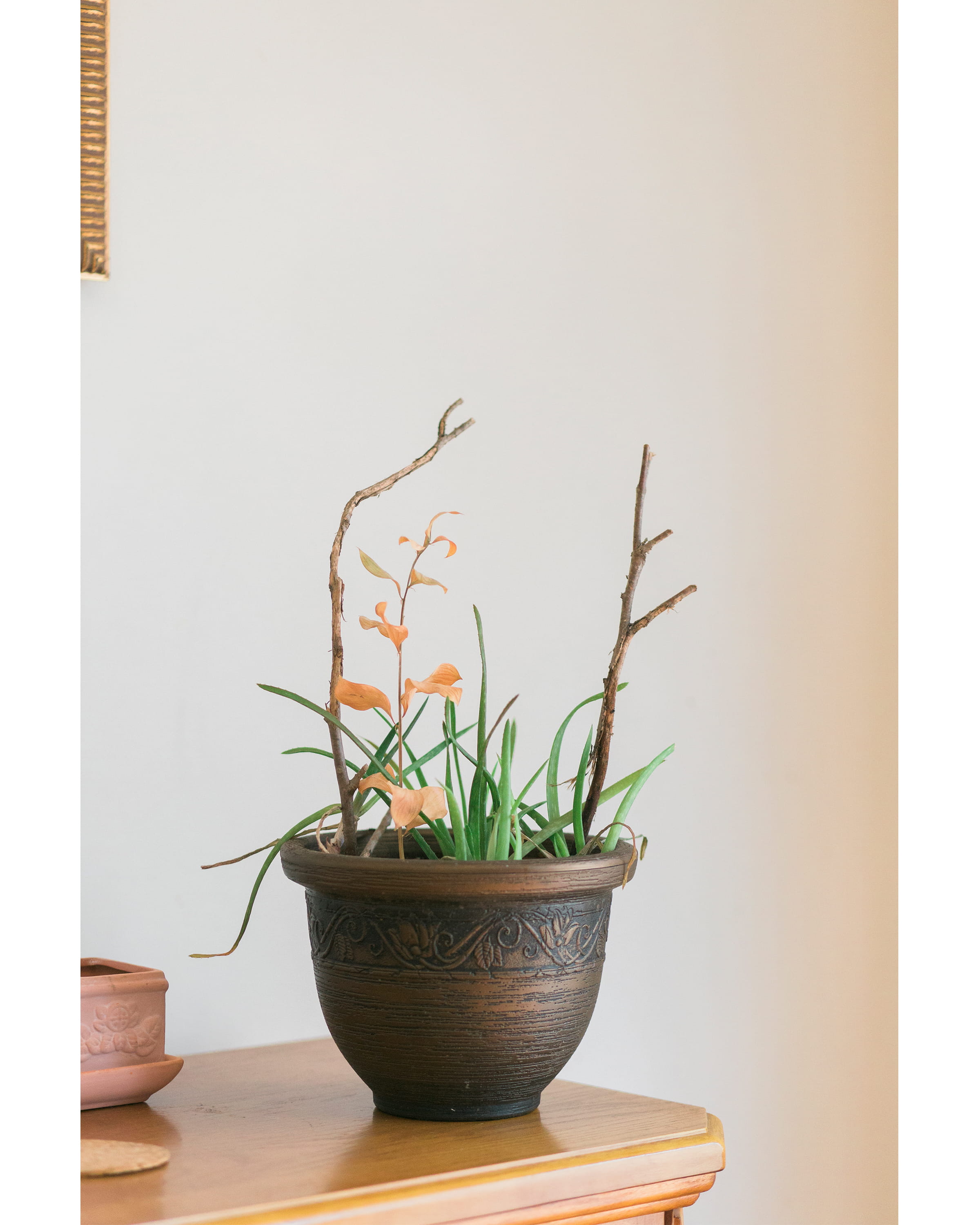 potted plant, wall, flowerpot, white background, bright, plants, 2K, leaf, wooden table, green color, orange, day, pot, flora, houseplant, wood - material, Phone HD Wallpaper
