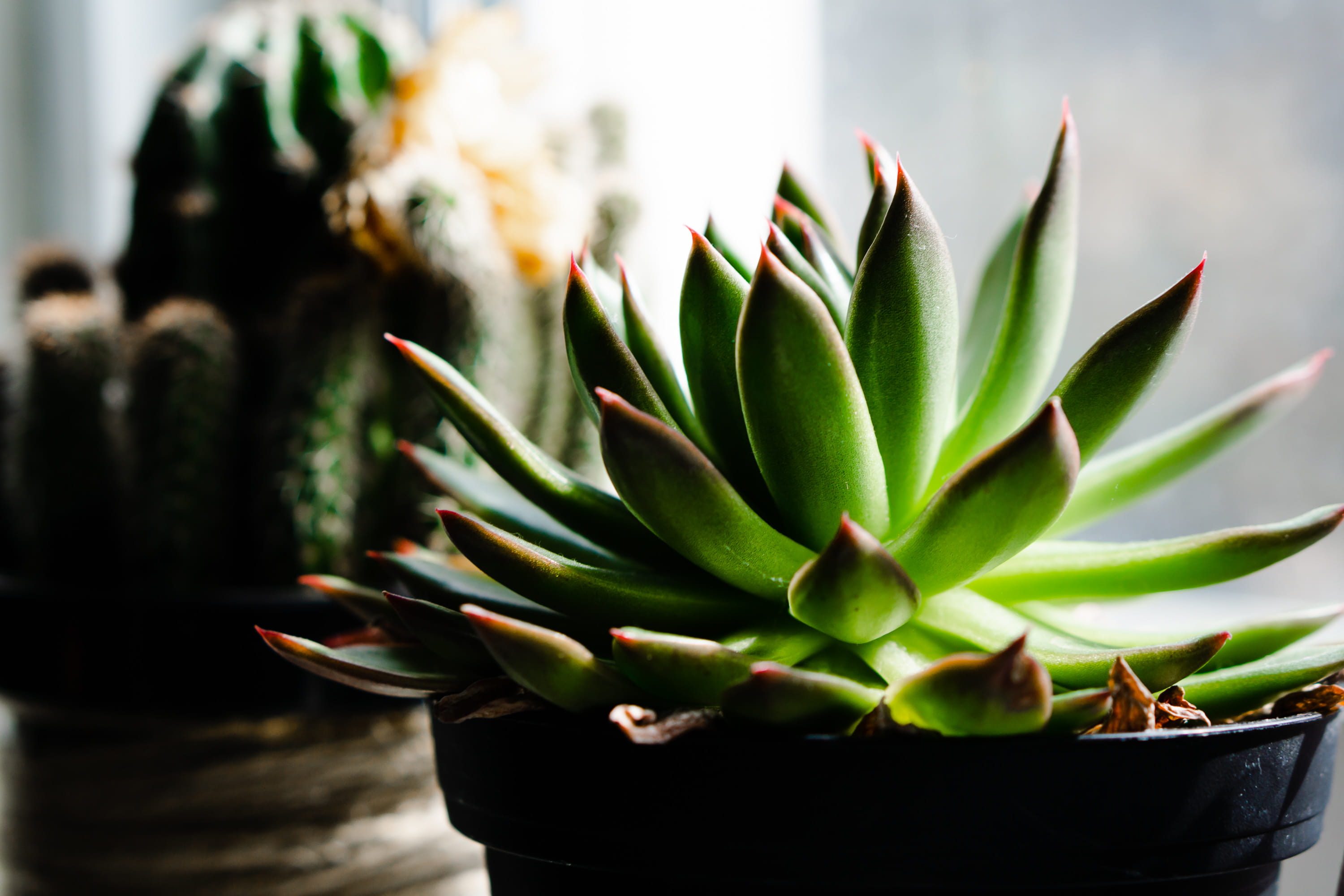 flower, aloe, pot, botany, sprout, green color, yew, flower pot, agavaceae, bud, nature, day, spiked, peel, green, blossom, beauty in nature, no people, HD Wallpaper
