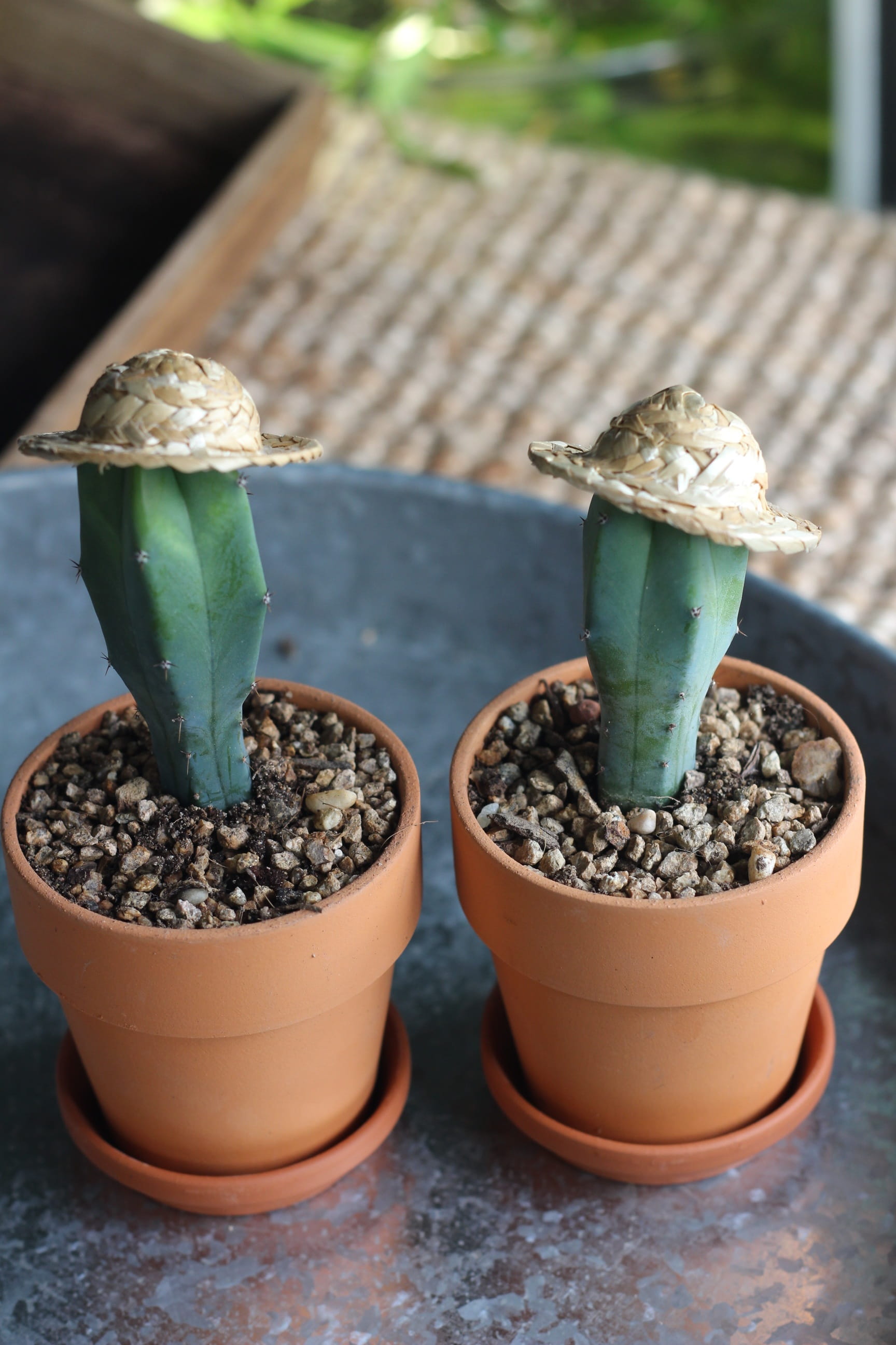 cactus, leaf, plant part, potted plant, 2K, indoors, freshness, flower pot, soil moisture, focus on foreground, green color, interior, air purification plants, Phone HD Wallpaper