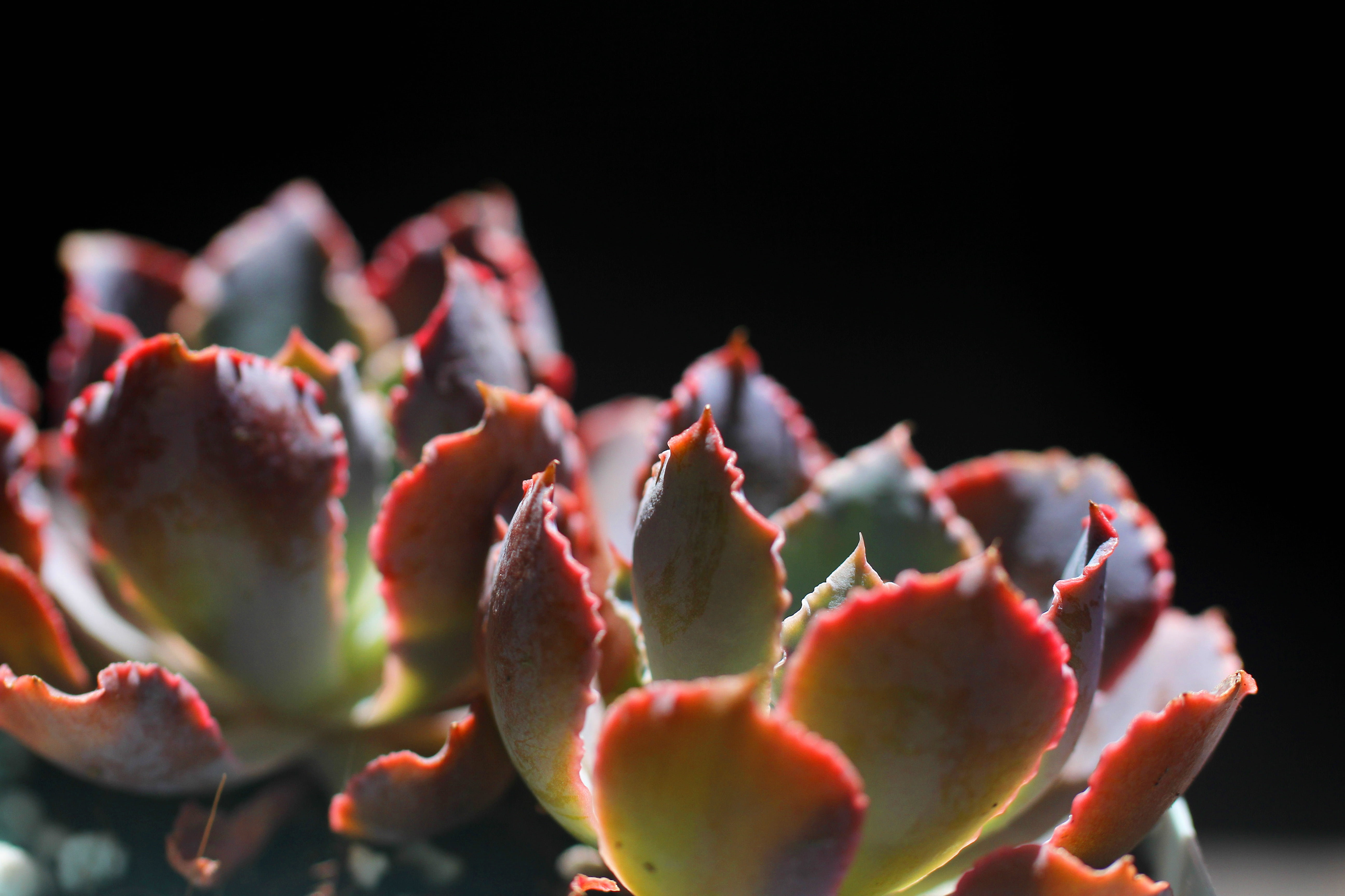 5K, indoors, studio shot, food, cactus, food and drink, no people, freshness, selective focus, nature, succulent plant, ripe, wellbeing, red, backlighting, HD Wallpaper