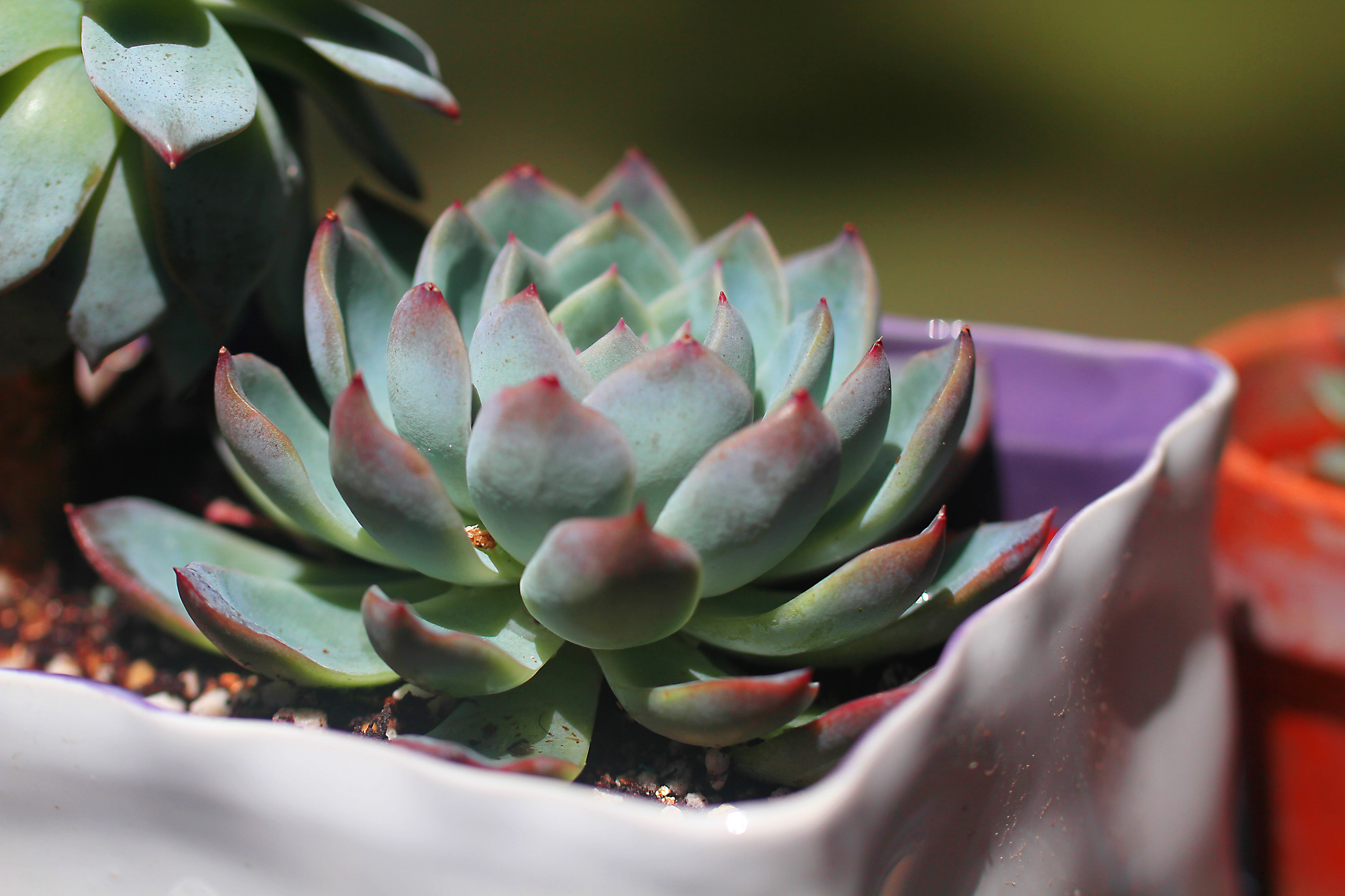 5K, growth, focus on foreground, plant part, day, succulent plant, botany, selective focus, outdoors, the fleshy, petal, no people, flower head, beauty in nature, HD Wallpaper