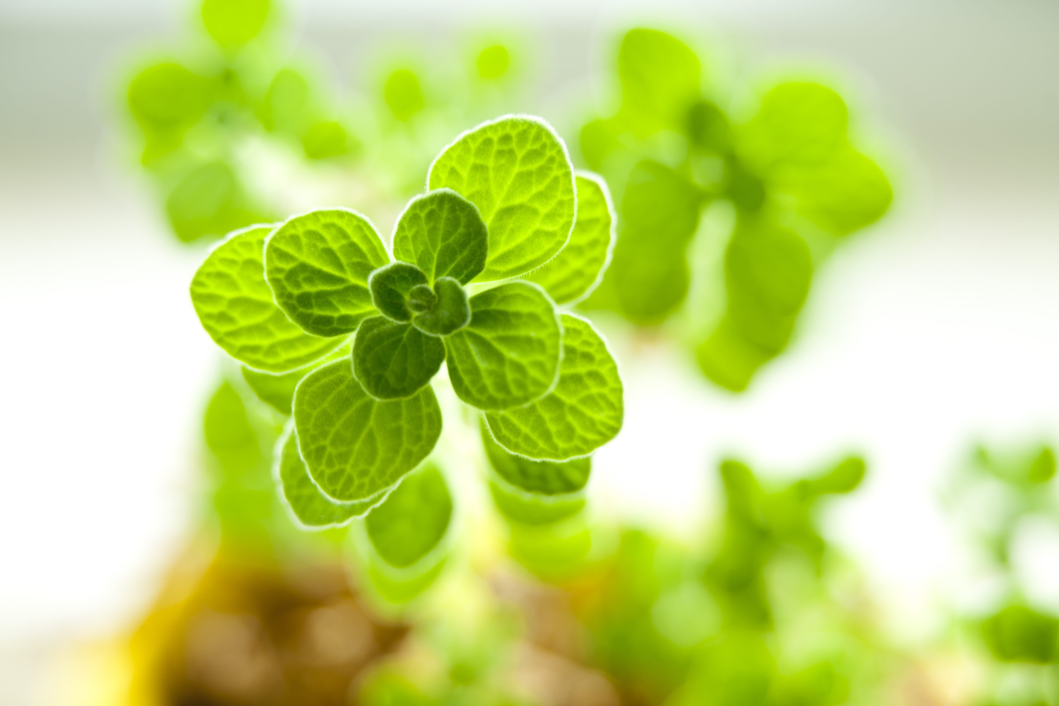 outdoors, photography, organic, succulents, herb, growth, close-up, green color, vegetable, nature, agriculture, fleshy in this, green, leaf, potted plant, HD Wallpaper