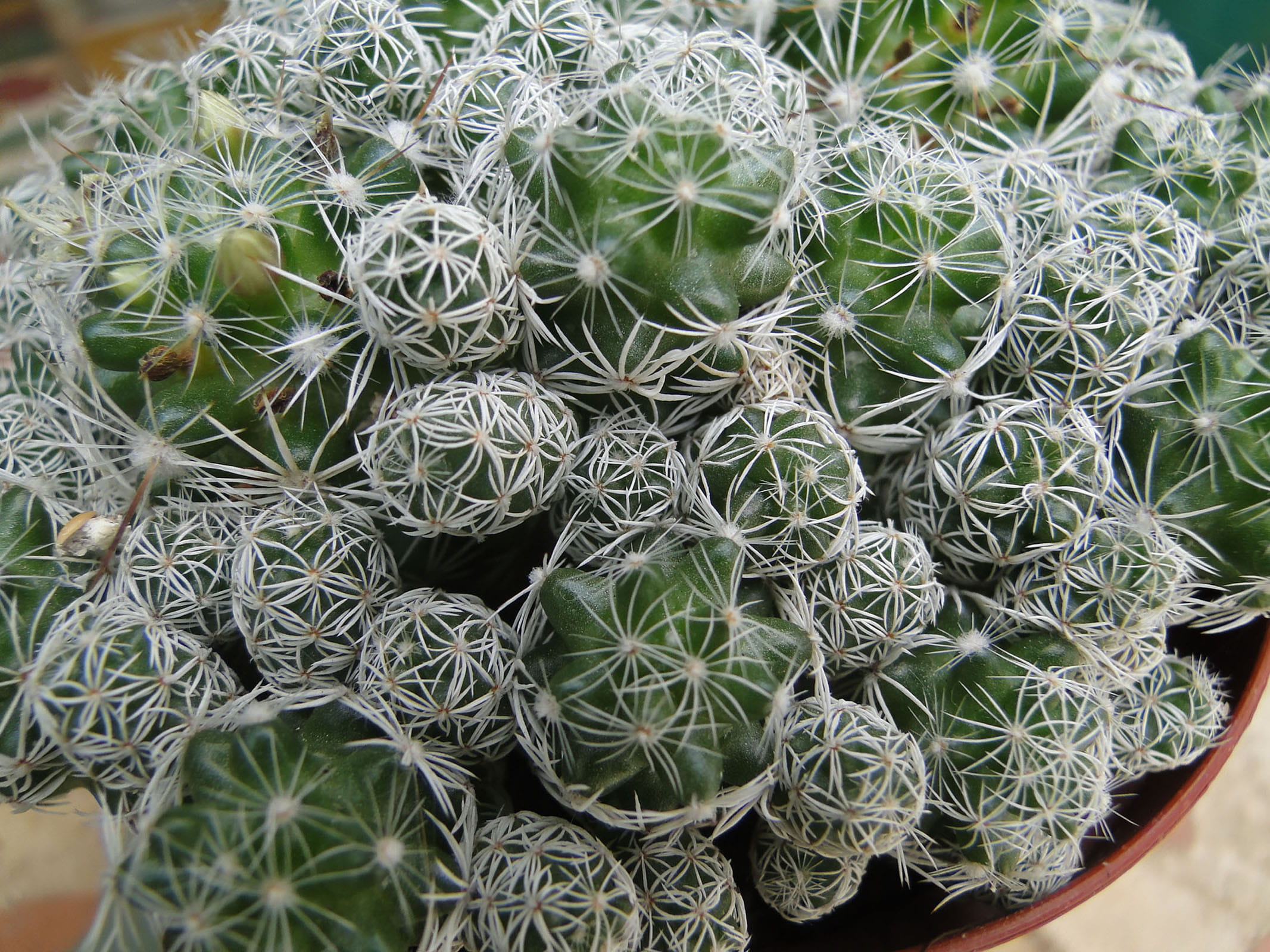 nature, houseplants, regions, bears, thorn, cacti, elsewhere, especially, spiked, world, succulent, leaves, flowers, close-up, spines, cultivated, potted plant, HD Wallpaper