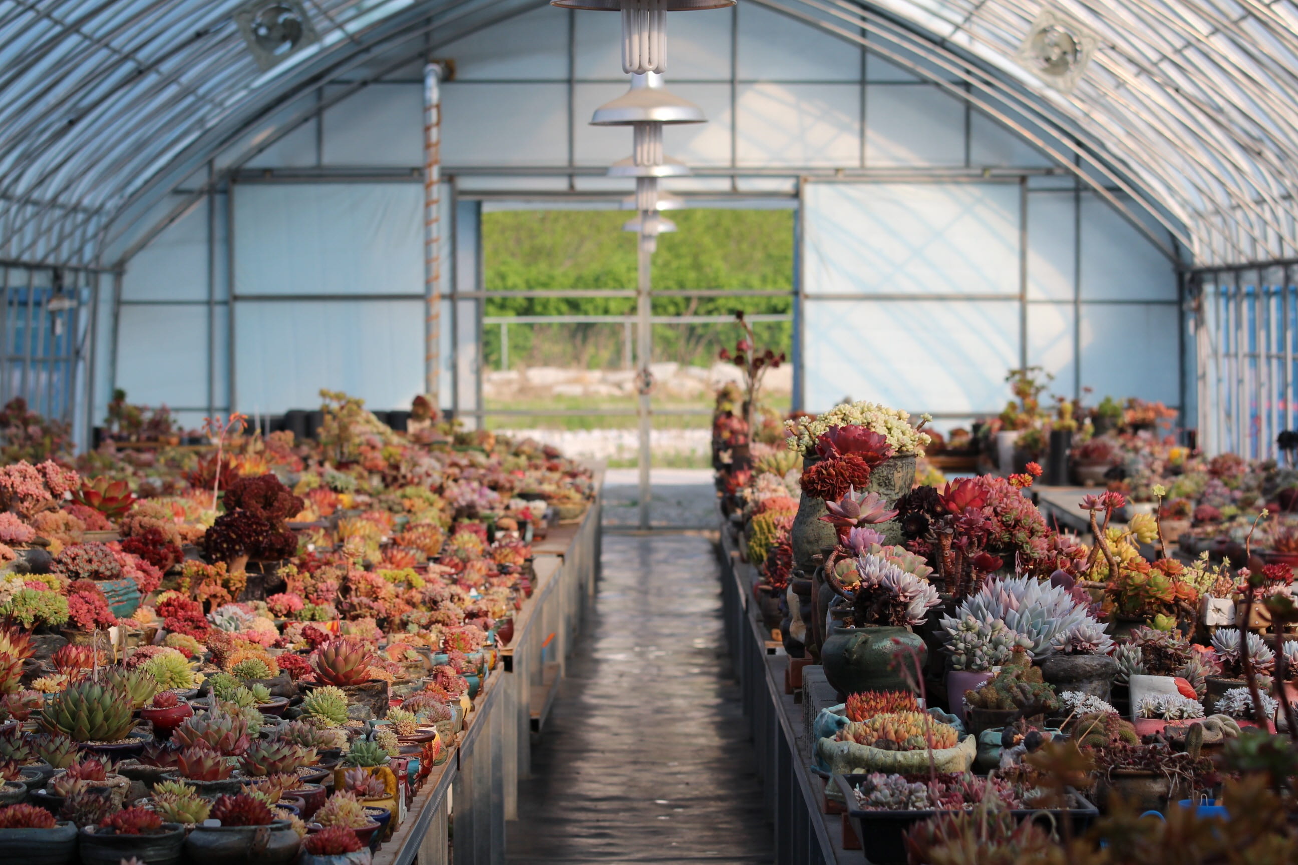 fleshy in this, makro, flowers, succulent, plants, arrangement, cactus, garden, greenhouse, plant, flower, real people, business, botany, rear view, large group of objects, HD Wallpaper