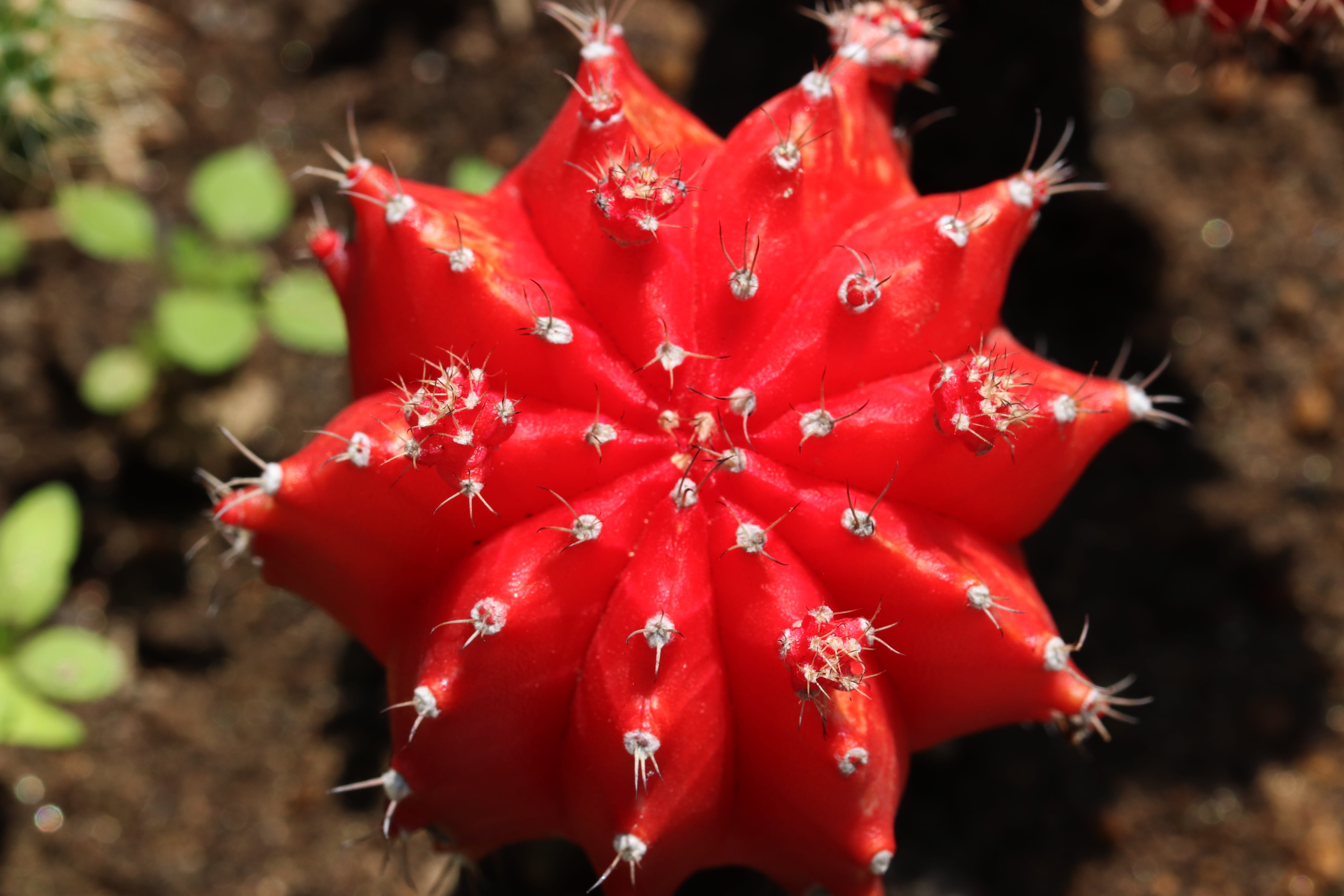 red, flowering plant, freshness, beauty in nature, 5K, fruit, day, no people, land, petal, a fleshy plant, outdoors, succulent, nature, potted plant, growth, HD Wallpaper