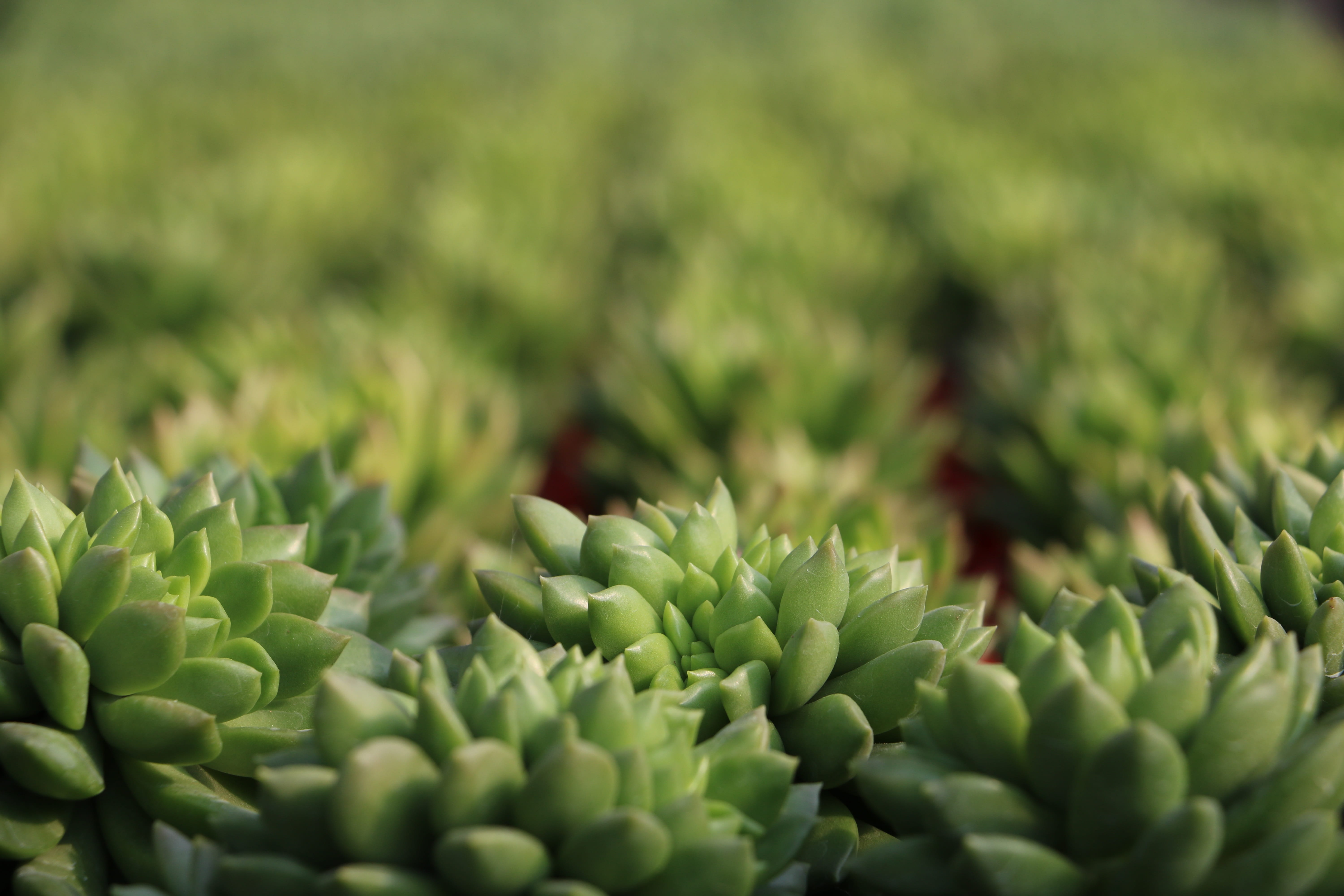 close-up, selective focus, 5K, succulent plants, backgrounds, freshness, day, large group of objects, food and drink, outdoors, fresh, succulent, nature, HD Wallpaper