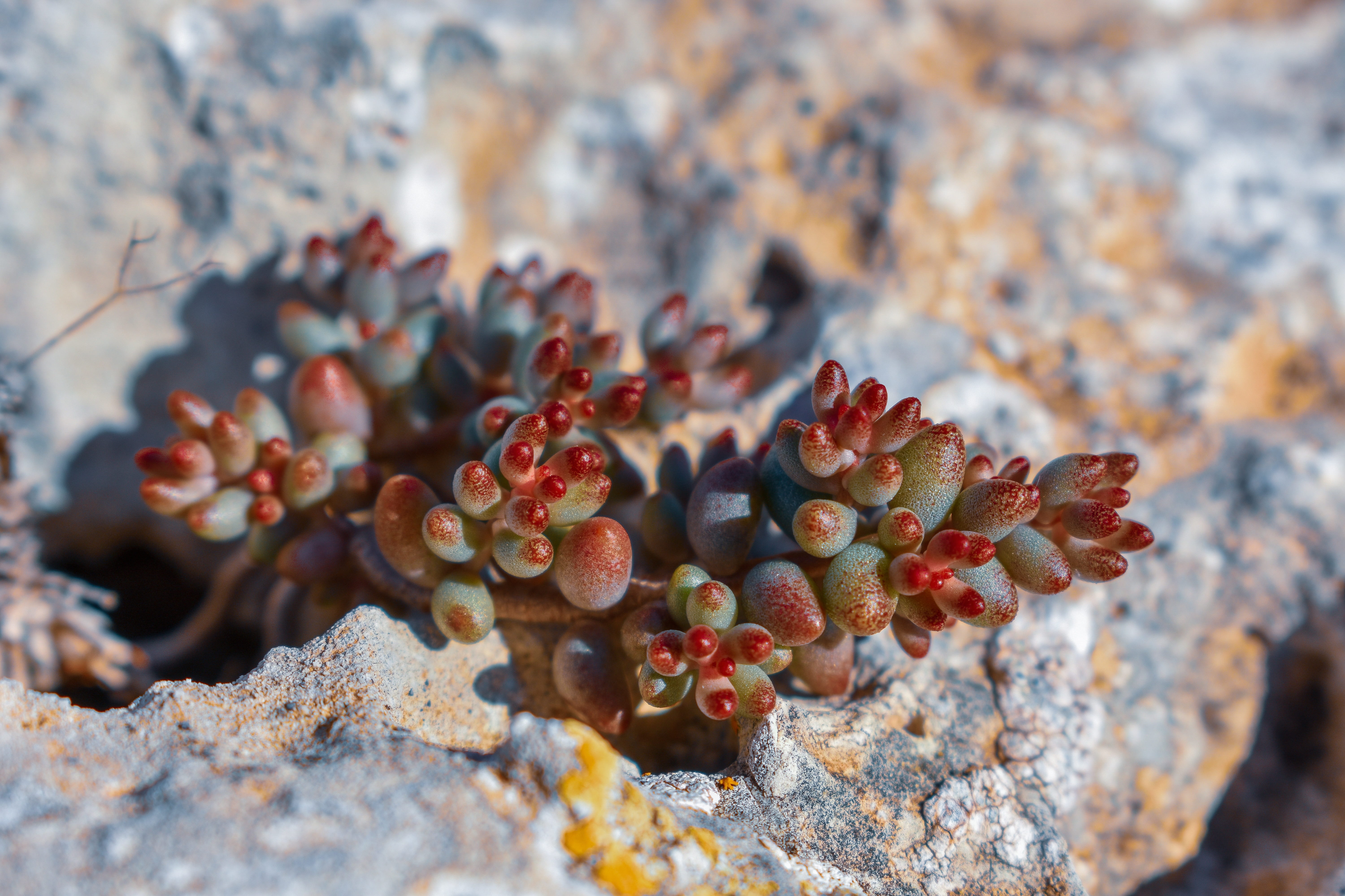fruit, rock - object, field, no people, nature, solid, balearic islands, close-up, ecosystem, cactus, island, berry fruit, fleshy, beauty in nature, growth, HD Wallpaper