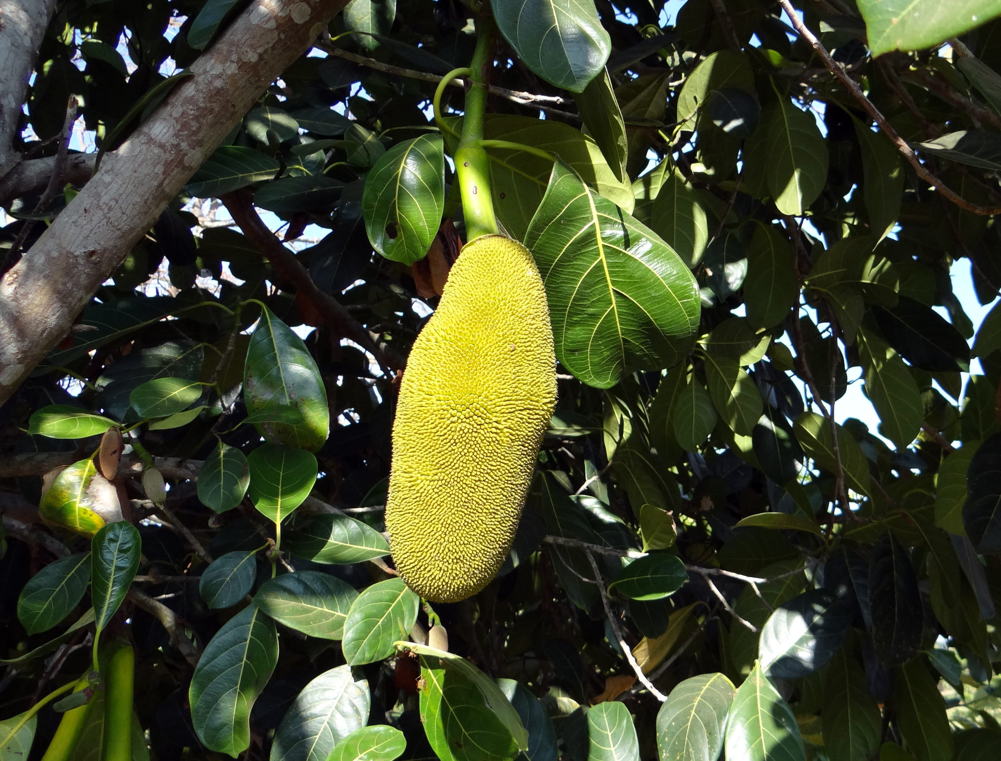 sunny, plant, large, freshness, plant part, snacks, low angle view, leaves, desserts, greenery, gardening, Yellow, fruits, leaf, growth, plantations, fruiting, HD Wallpaper