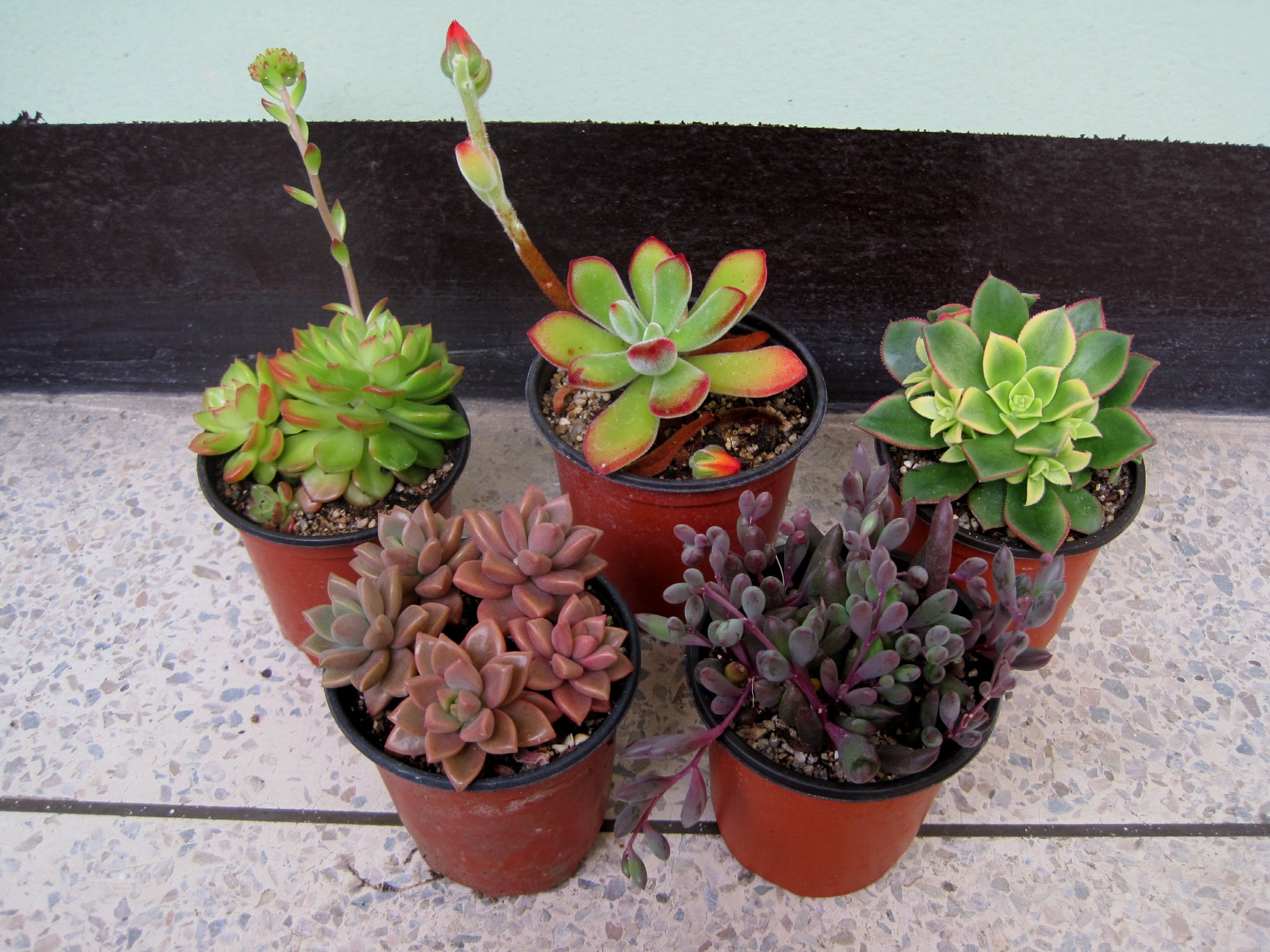 mini potted, no people, plant part, potted plant, flowering plant, beauty in nature, green color, growth, houseplant, leaf, fragility, indoors, succulent plant, HD Wallpaper