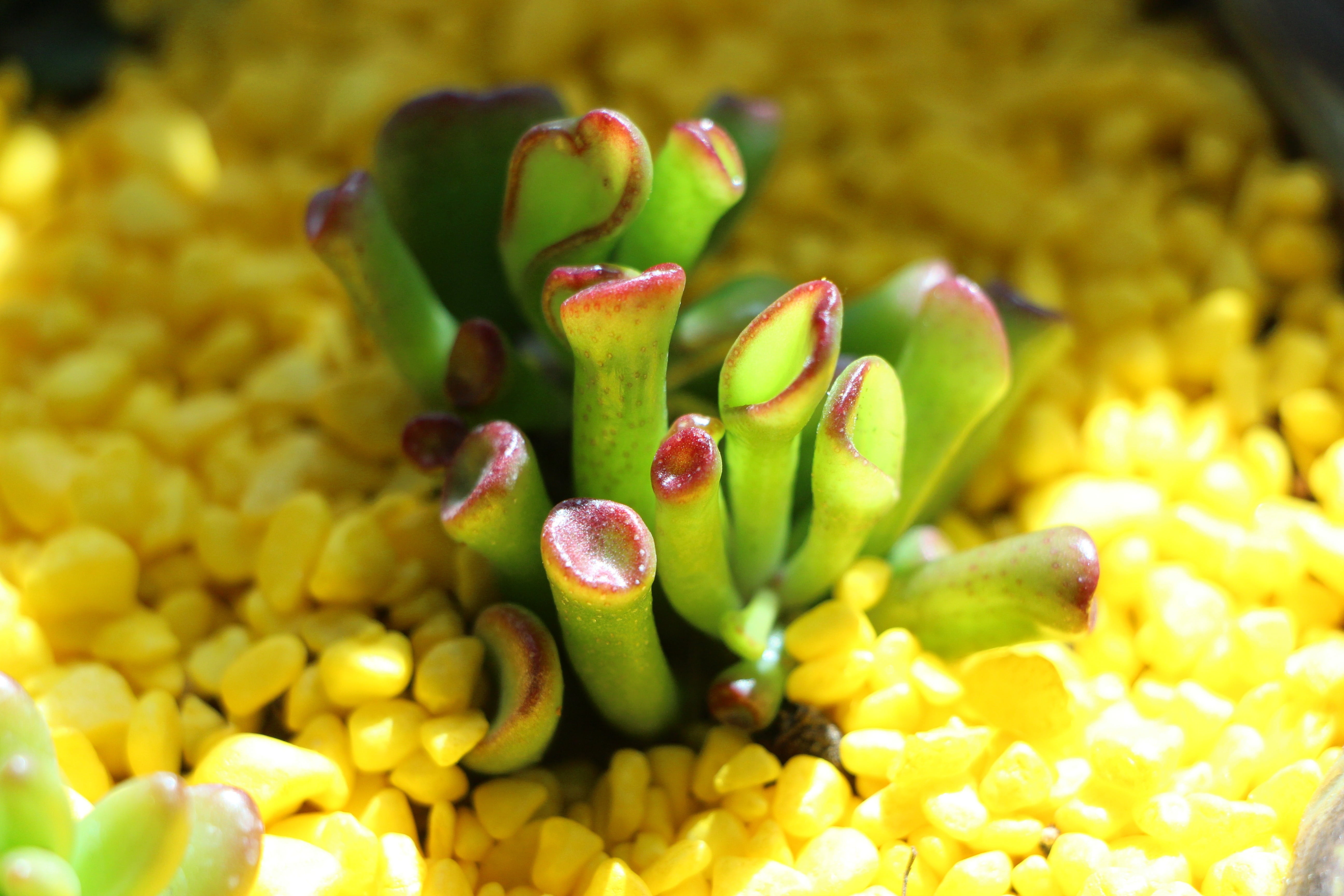 day, focus on foreground, yellow, affix, a fleshy plant, green color, fruit, fleshy in this, a flower garden, nature, flowering plant, makro, freshness, HD Wallpaper
