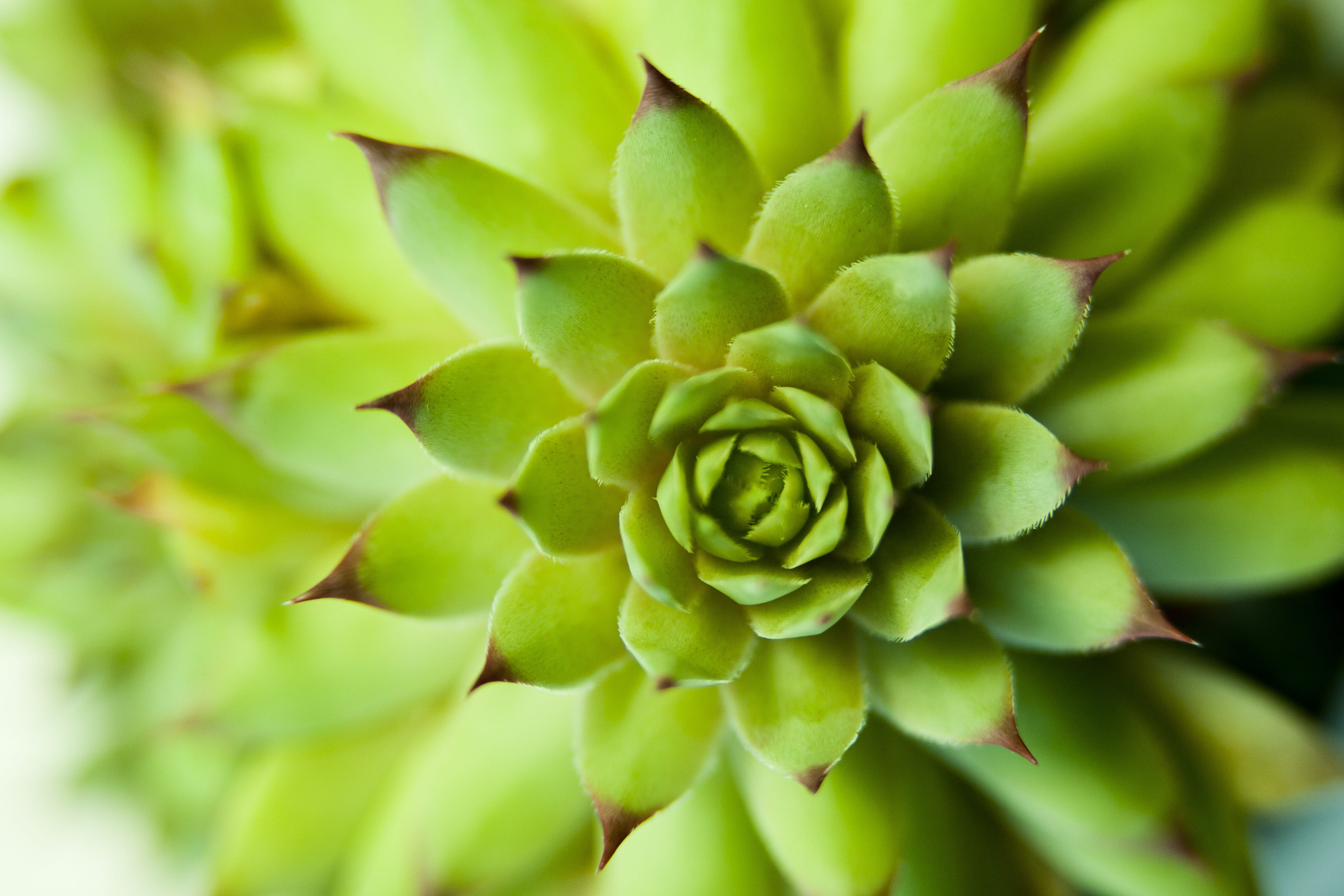 affix, green color, a fleshy plant, close-up, food, outdoors, leaf, backgrounds, food and drink, growth, tabitha, plant, beauty in nature, selective focus, HD Wallpaper