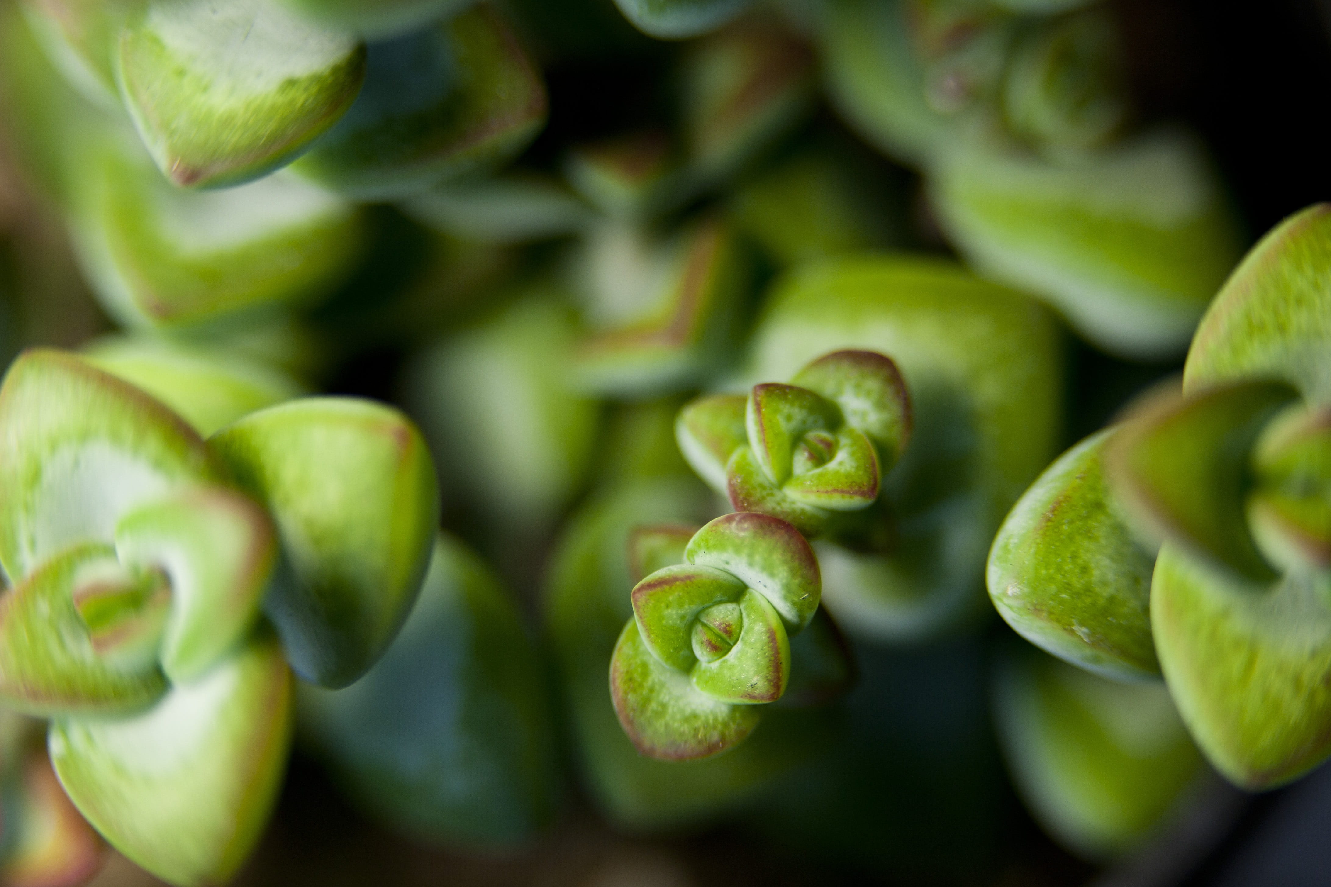 plant, affix, green, tabitha, growth, vegetable, green color, makro, 4K, agriculture, wellbeing, healthy eating, nature, ripe, fruit, food and drink, no people, HD Wallpaper