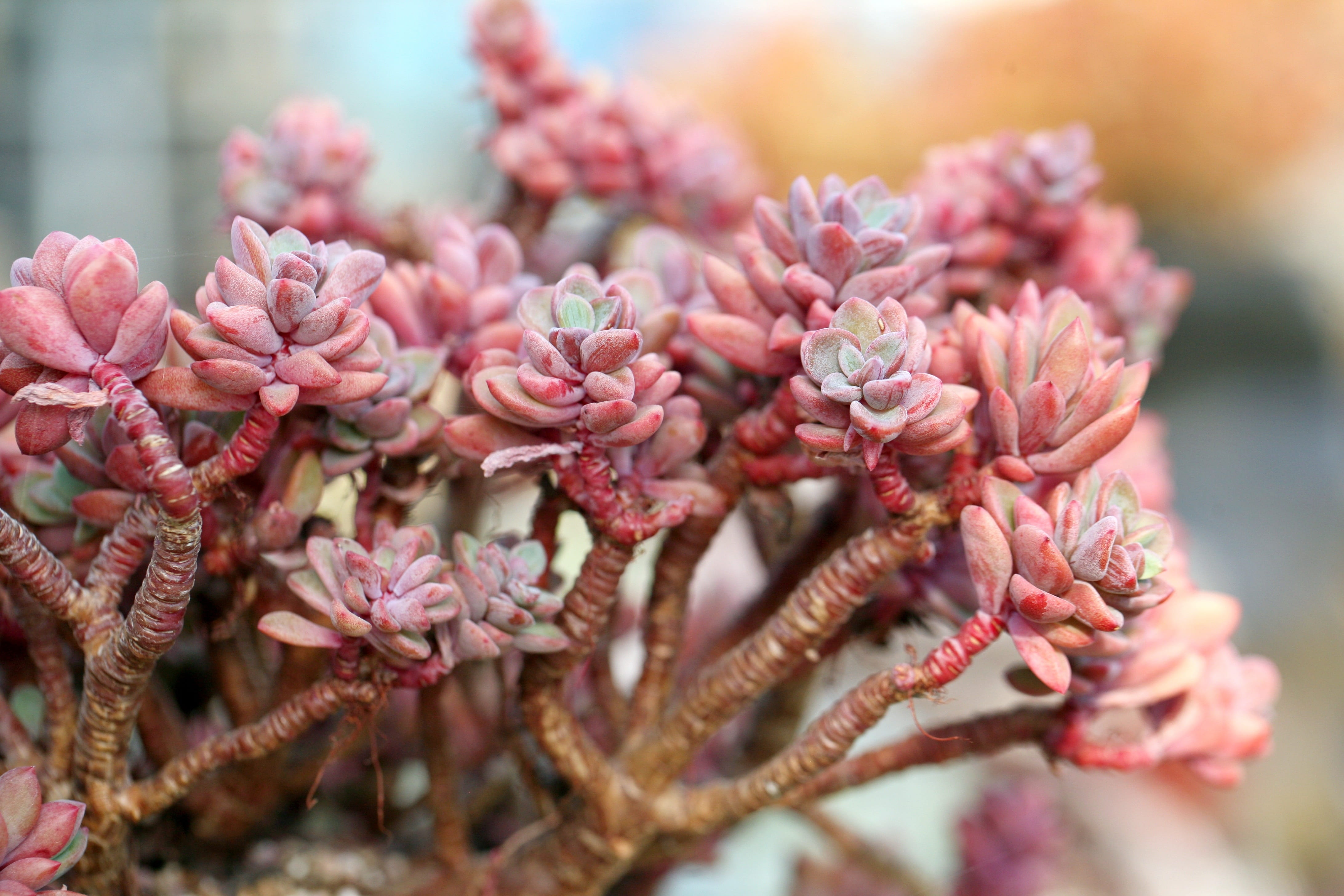 plants, flower arrangement, flowers, beauty in nature, inflorescence, bunch of flowers, growth, day, nature, garden, plant, cactus, freshness, purple, fleshy in this, HD Wallpaper