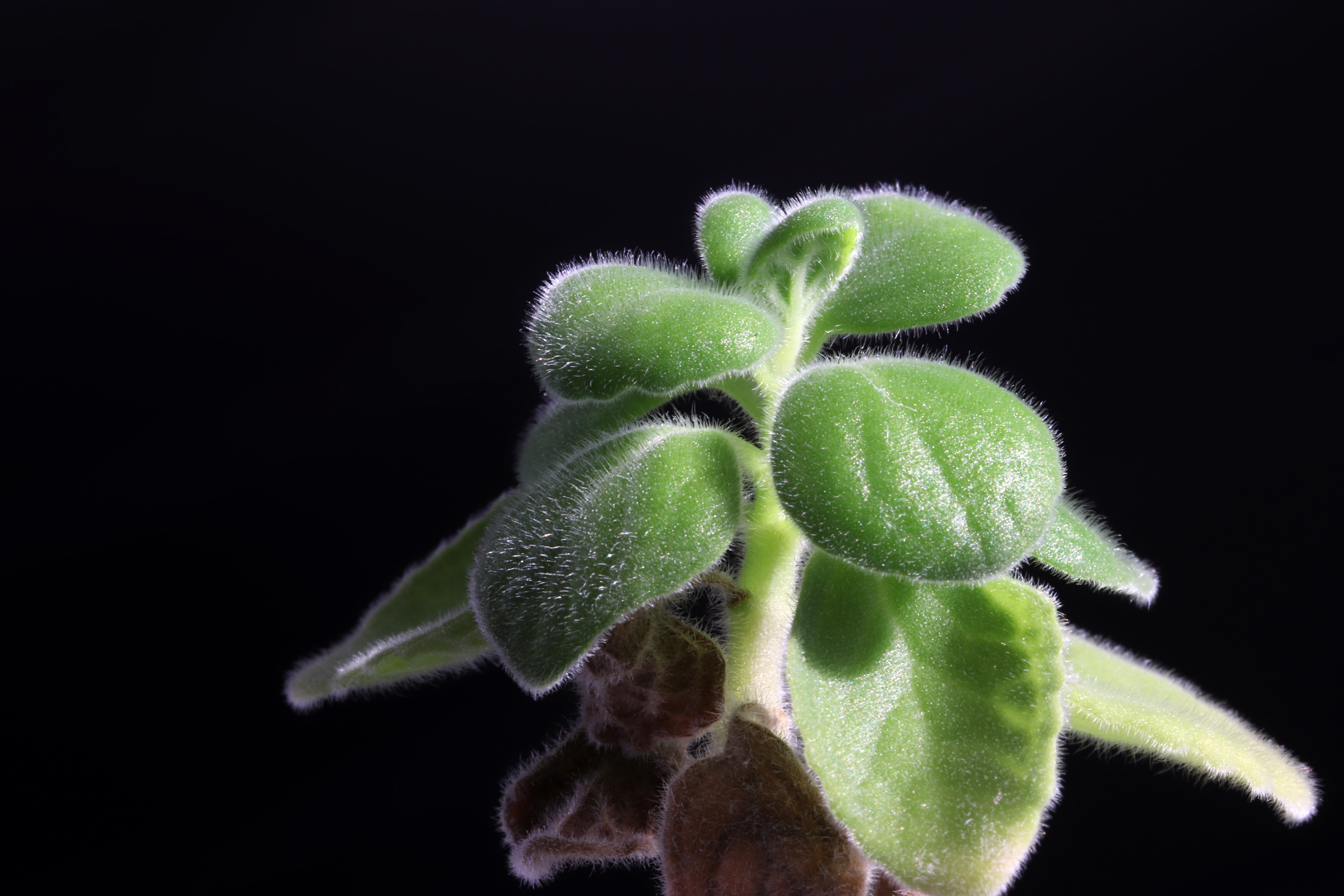 food, freshness, healthy eating, peppermint herb, food and drink, vulnerability, close-up, studio shot, a fleshy plant, makro, potted plant, nature, growth, HD Wallpaper