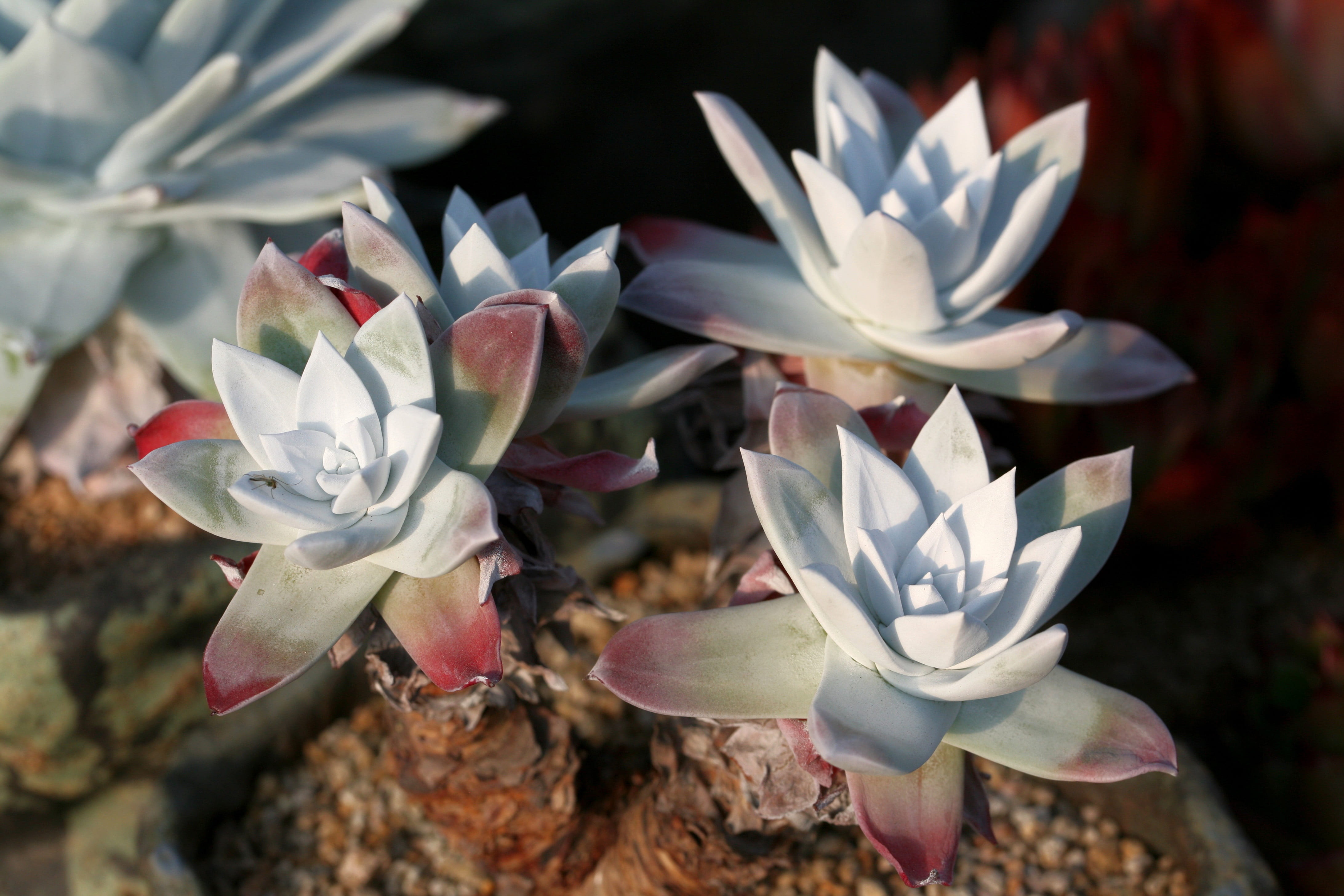plant, bouquet, affix, plants, white color, outdoors, succulent, fleshy in this, no people, petal, botanical garden, makro, freshness, flower head, nature, HD Wallpaper
