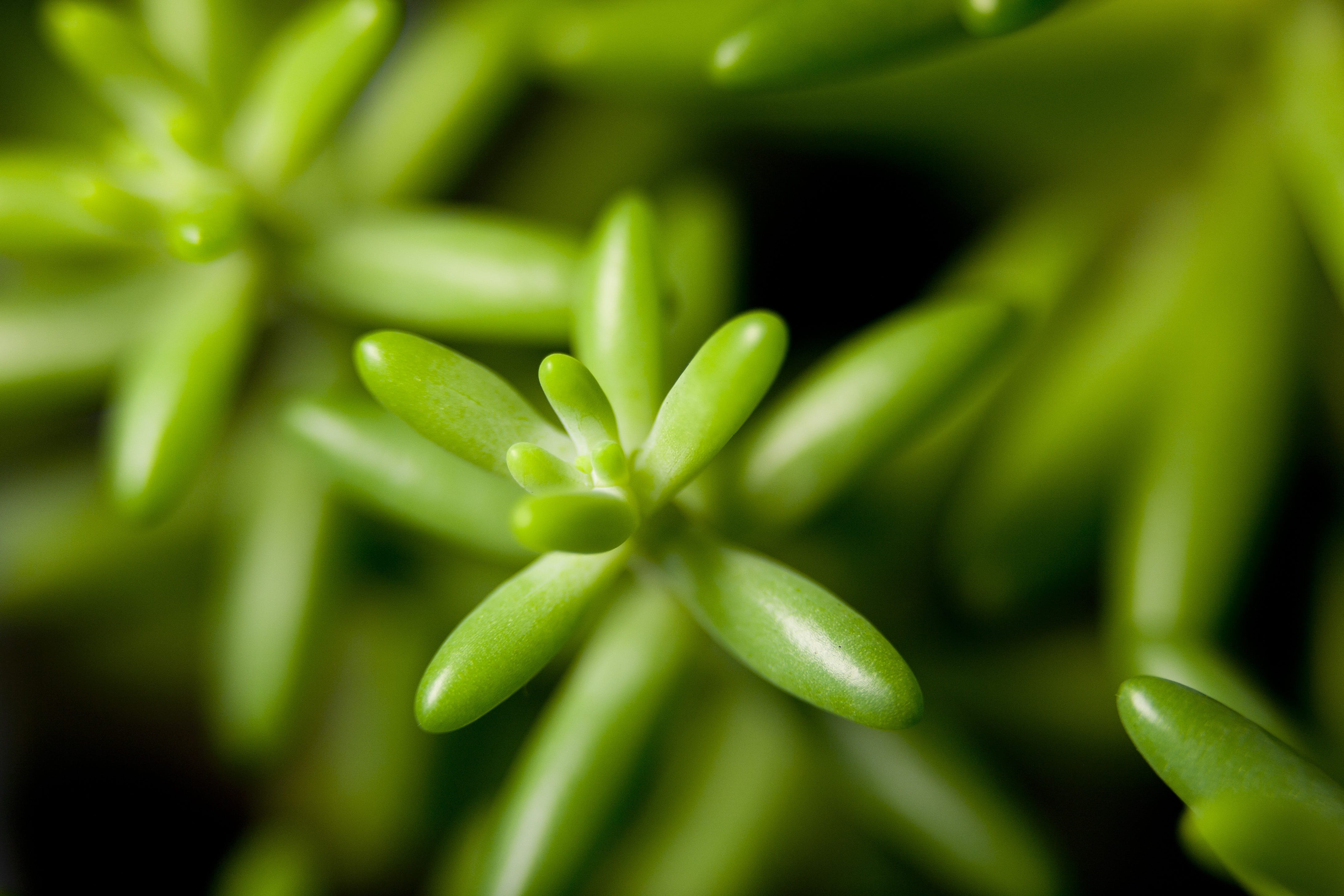 plant part, food and drink, a fleshy plant, agriculture, outdoors, leaf, environment, freshness, no people, fleshy in this, affix, flowers, makro, mini potted, HD Wallpaper