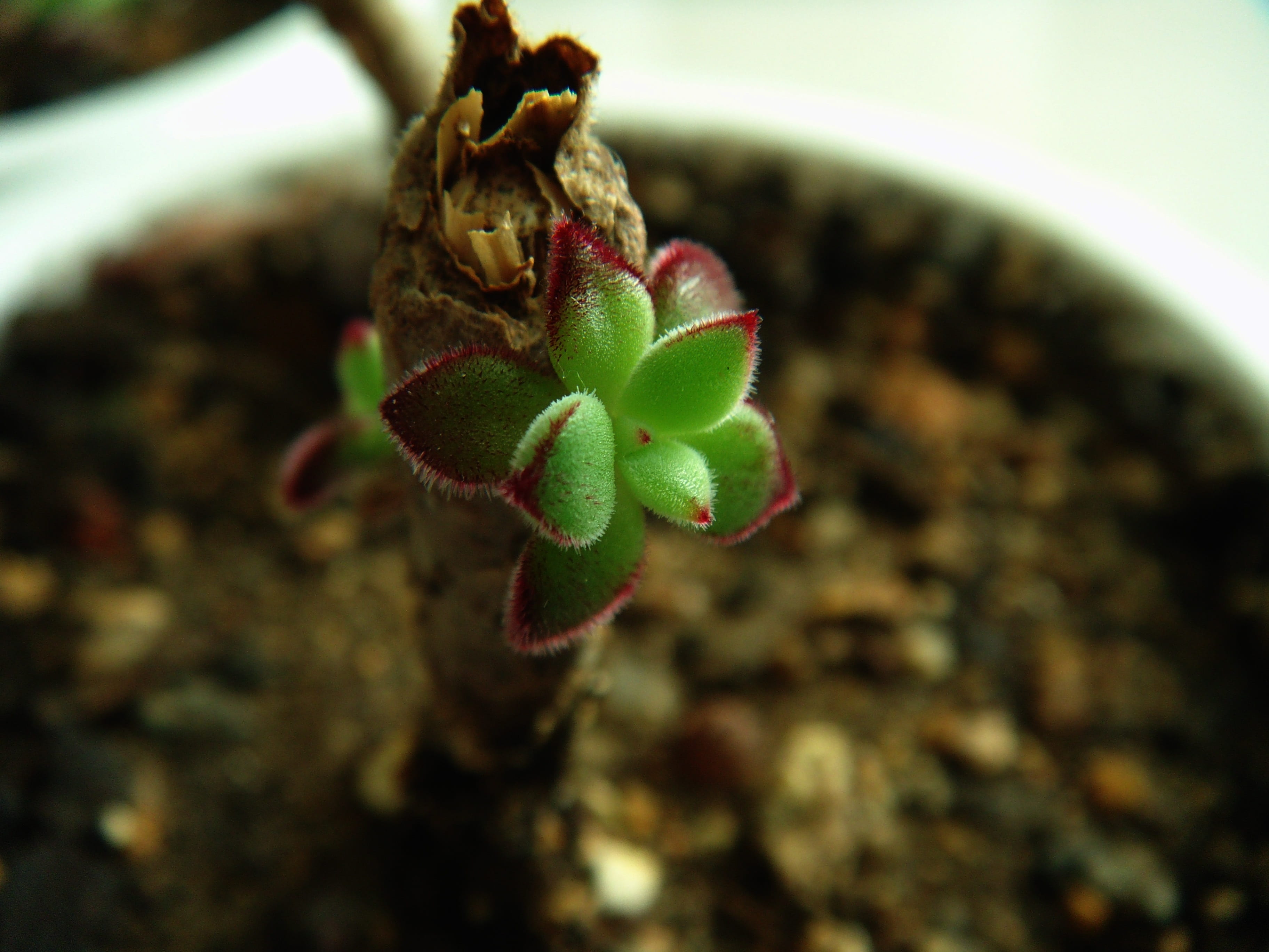 potted plant, new life, blue, selective focus, food, plants, green color, buds, net, no people, fleshy in this, outdoors, succulents, focus on foreground, HD Wallpaper