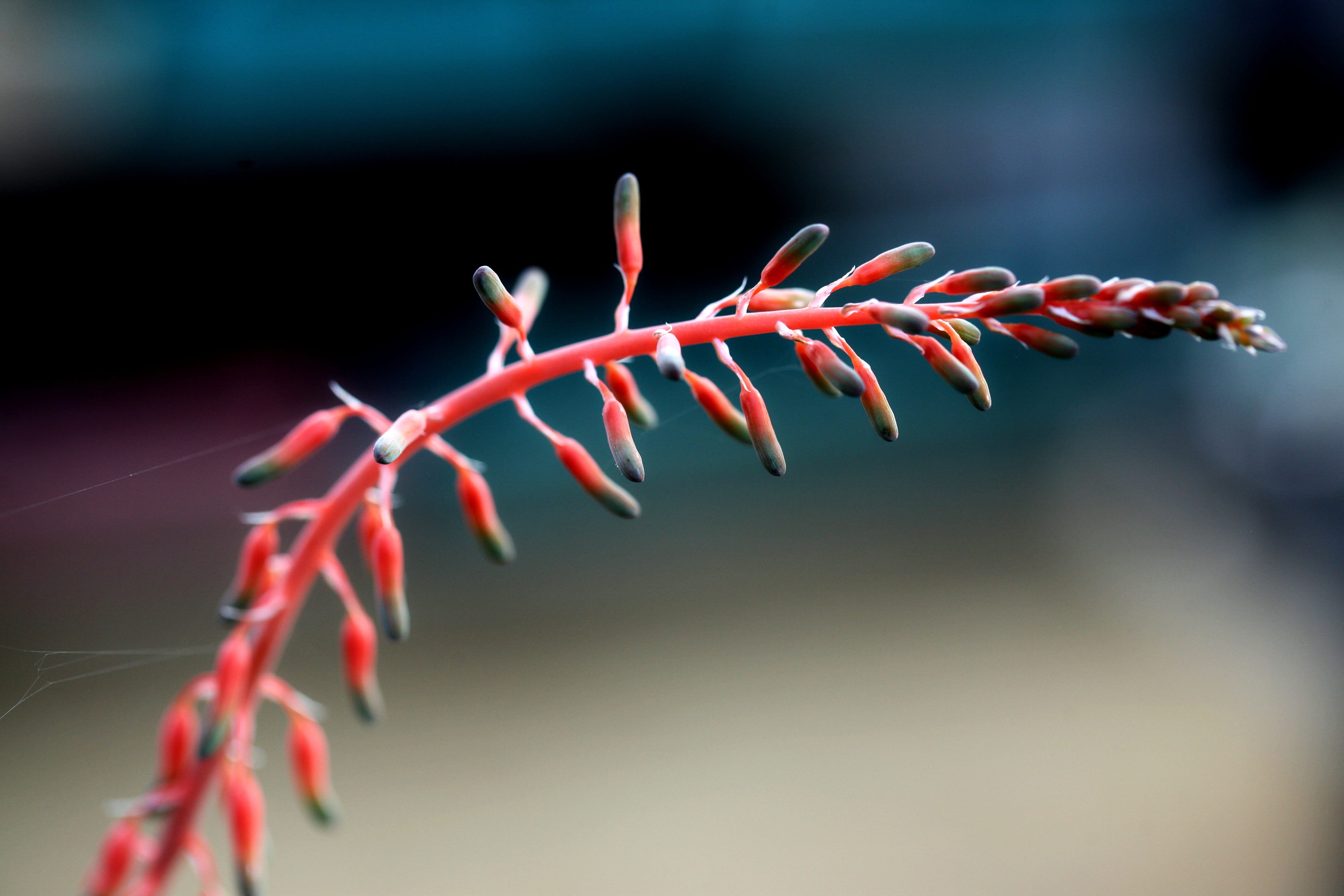 4K, winter, food and drink, potted plant, growth, a flower garden, flowers, flower, selective focus, Cactus, flowering plant, colored background, autumn, HD Wallpaper