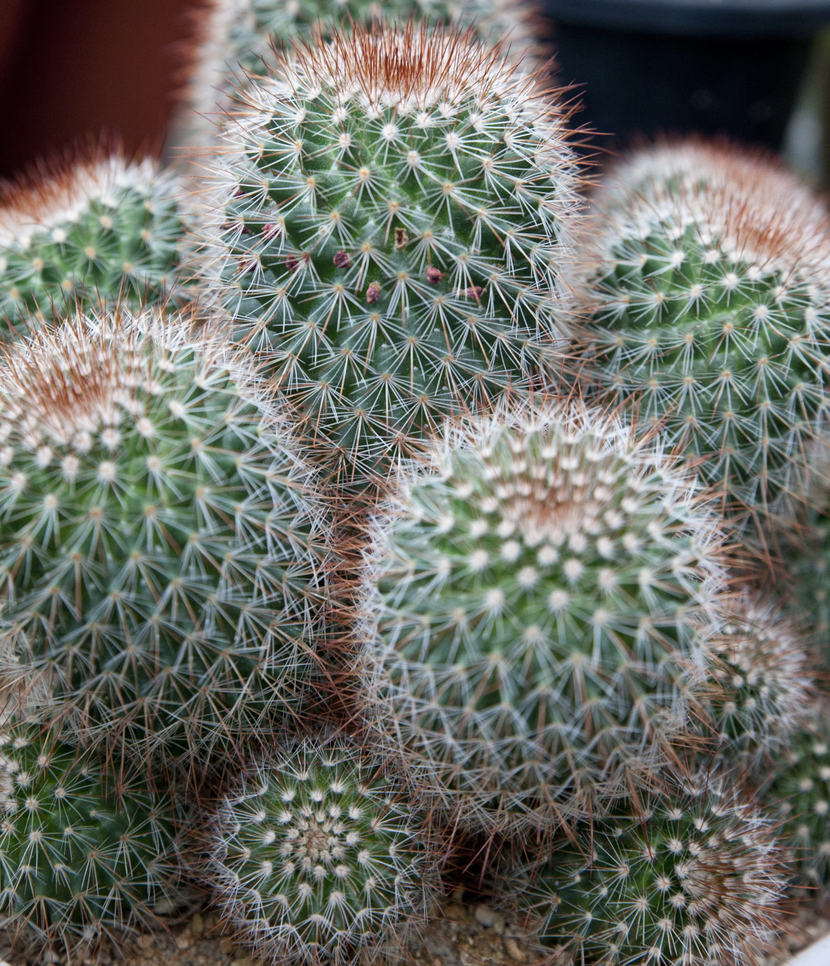 a fleshy plant, flower, plant, Cactus, Plants, green color, succulent plant, 2K, thorn, spiked, sharp, abstract, full frame, day, high angle view, barrel cactus, Phone HD Wallpaper