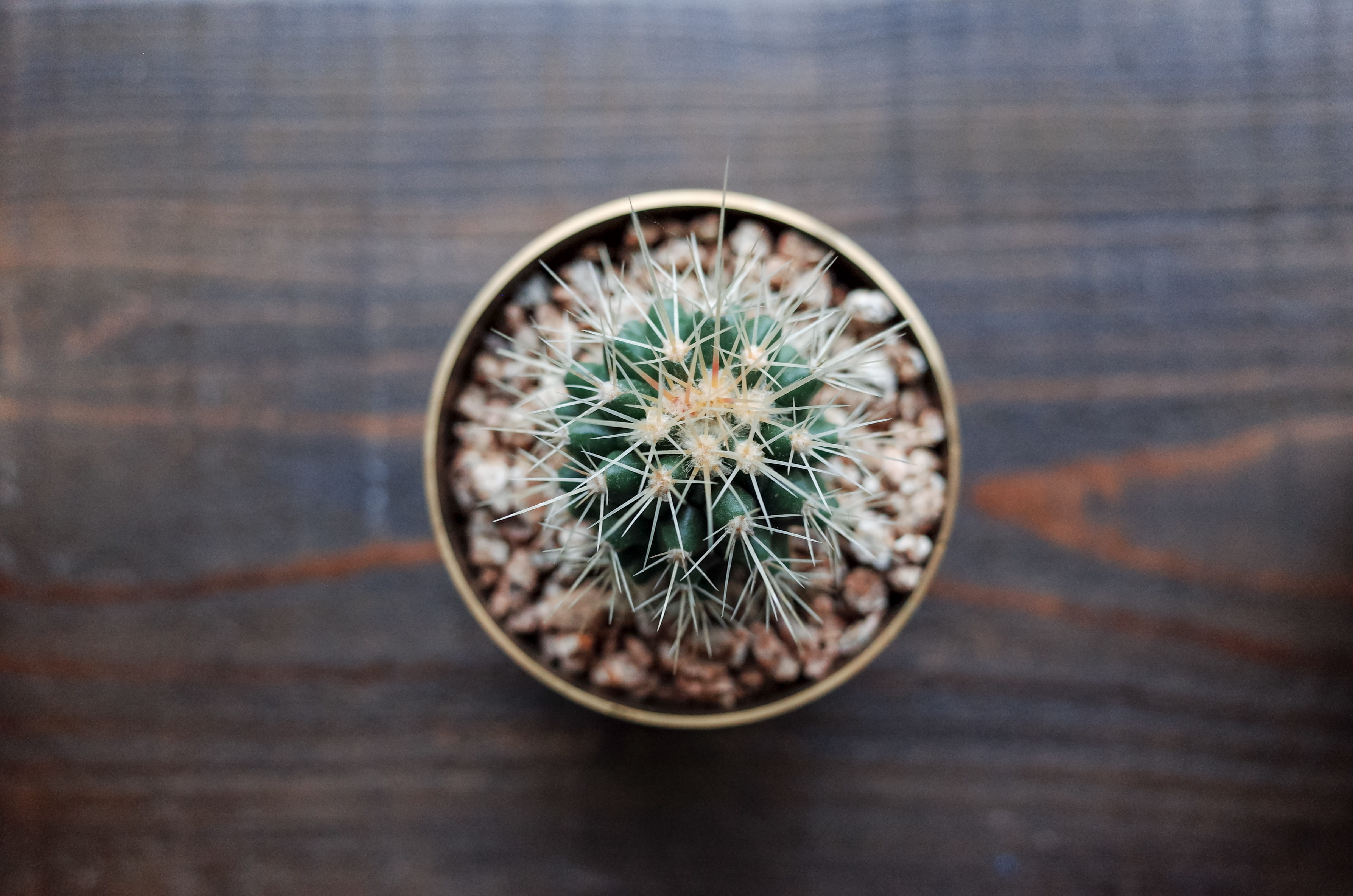 indoors, plant, hardwood, wood - material, cactus, 4K, houseplant, green color, growth, succulent, thorn, no people, potted plant, high angle view, focus on foreground, HD Wallpaper