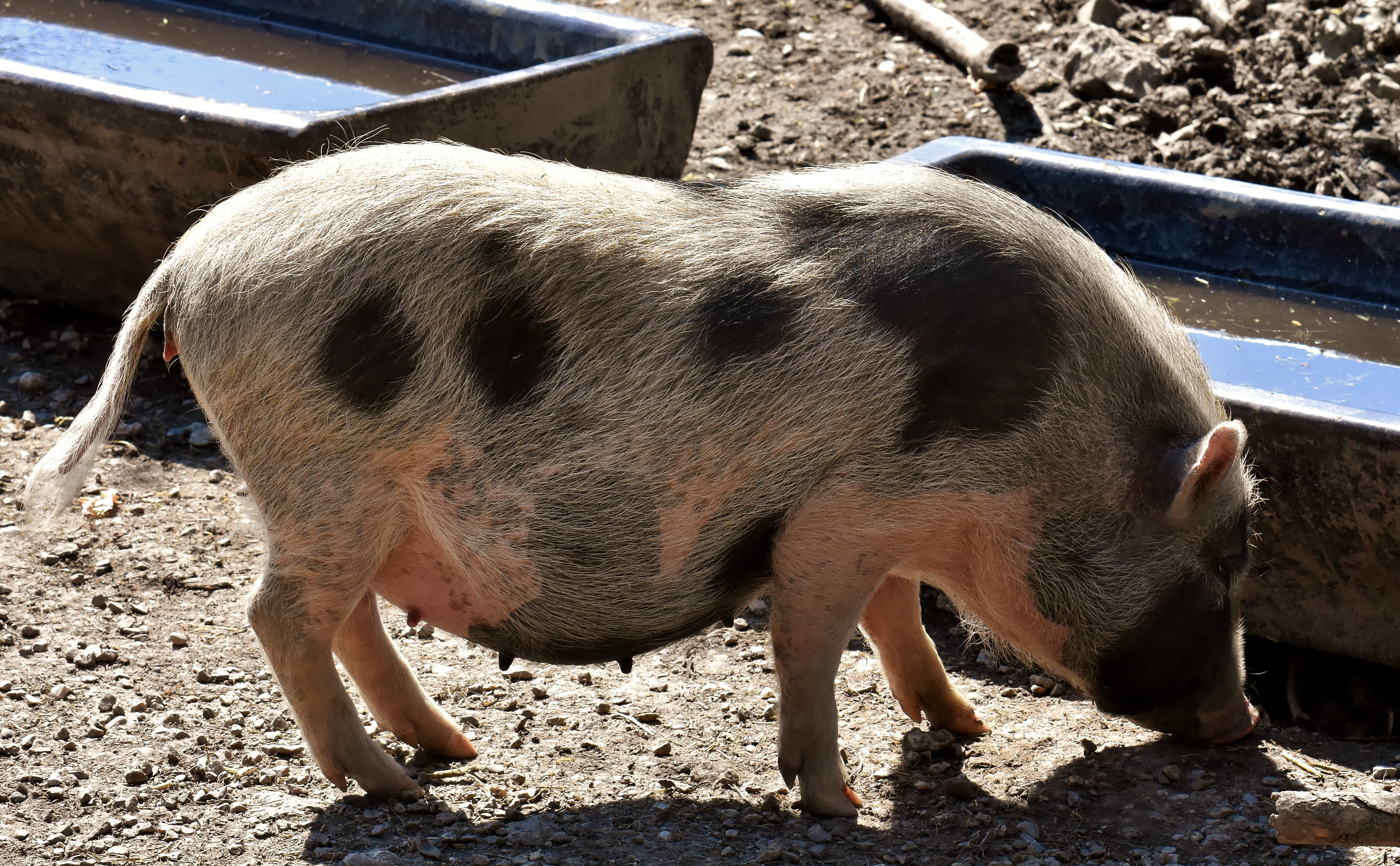 pot bellied pig, funny, herbivorous, domestic, mini, piglet, livestock, sweet, side view, mammal, pig, pets, vertebrate, day, domestic animals, small pigs, HD Wallpaper