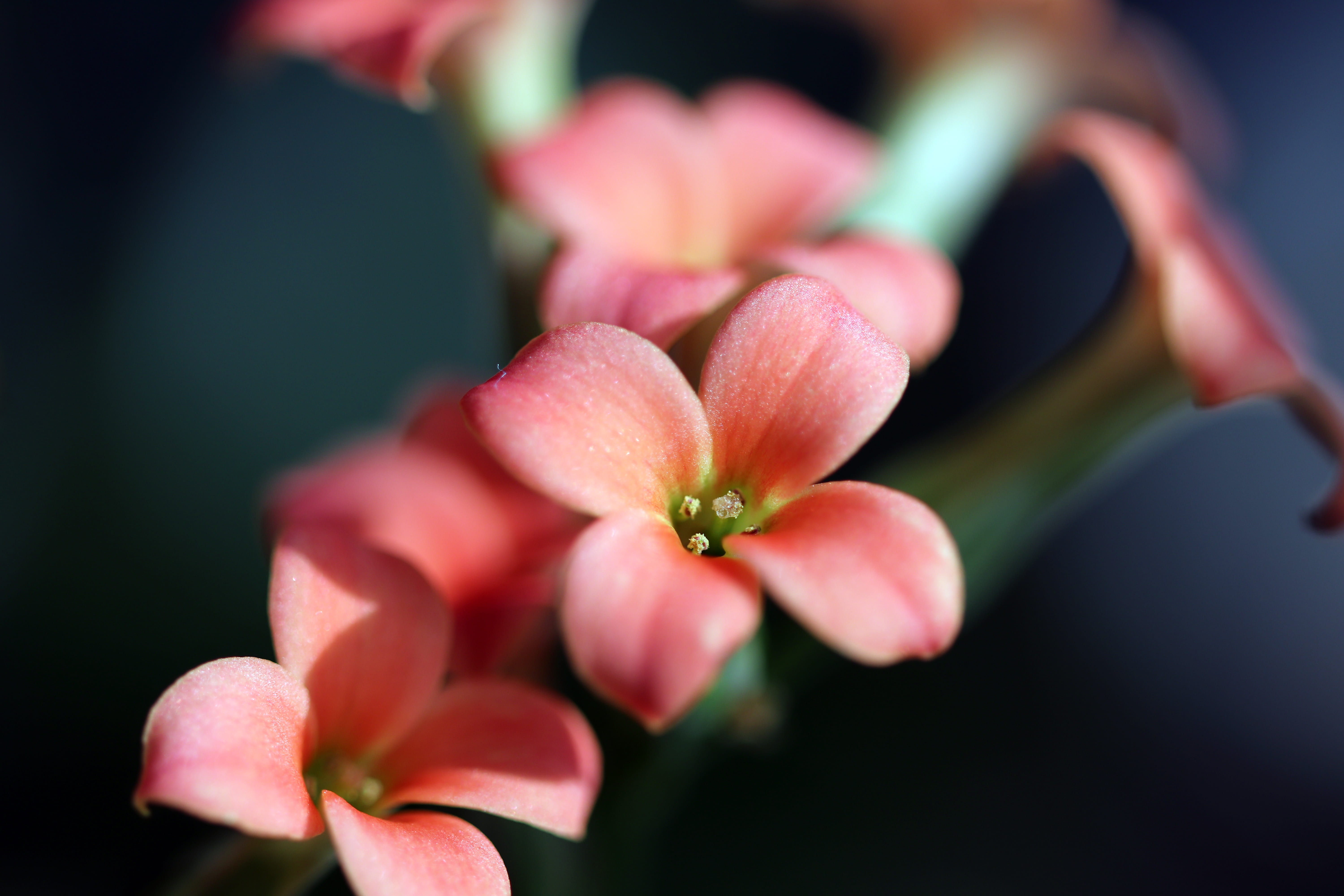 nature, flowering plant, close-up, plants, spring, flower, human hand, day, petal, potted plant, ornamental plants, one person, outdoors, flower head, fragility, HD Wallpaper
