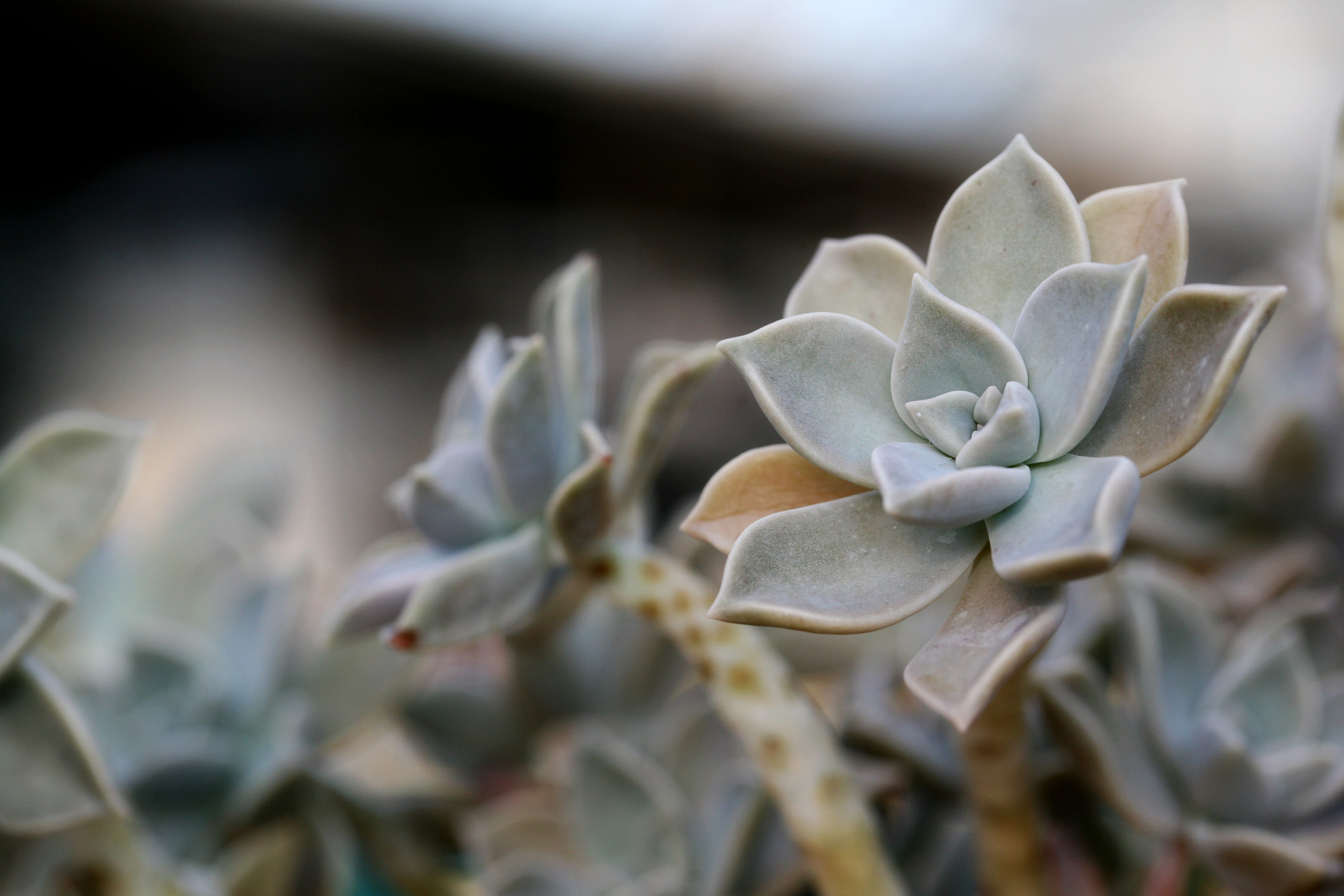 affix, flowers, focus on foreground, 4K, fragility, white color, outdoors, freshness, petal, makro, close-up, nature, plants, no people, growth, day, fleshy in this, HD Wallpaper