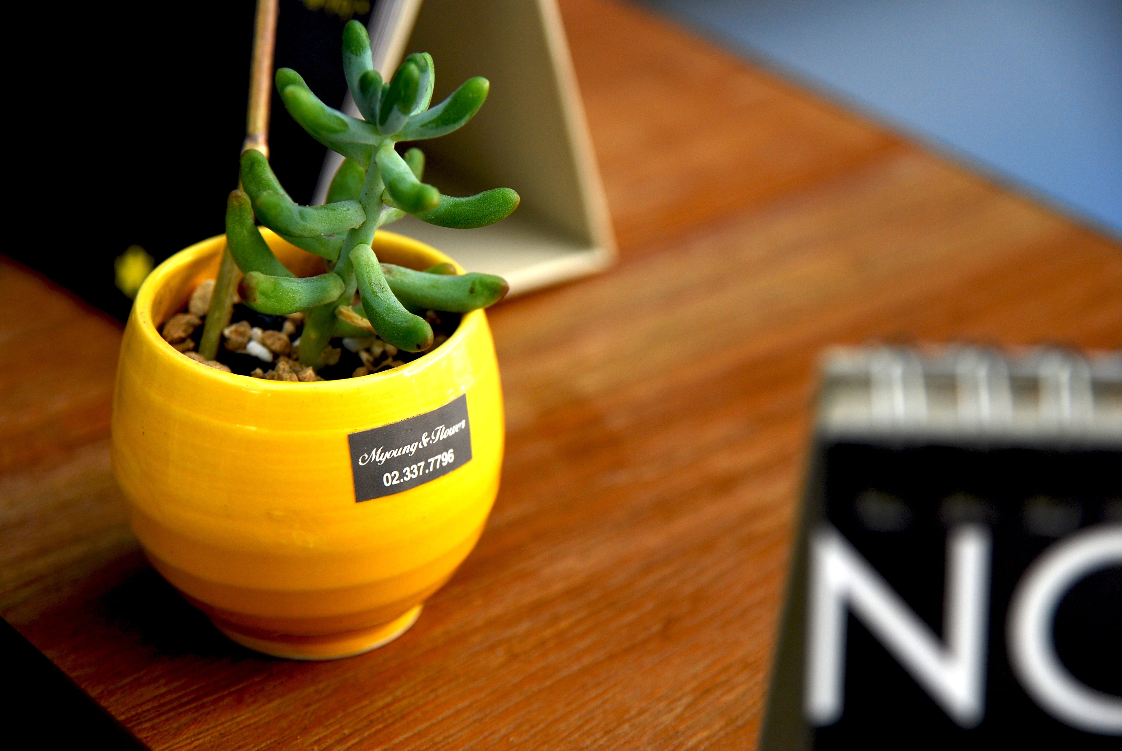 no people, houseplant, 4K, table, wellbeing, yellow, freshness, close-up, healthy eating, green, indoors, wood - material, mini, drink, potted plant, desk, HD Wallpaper