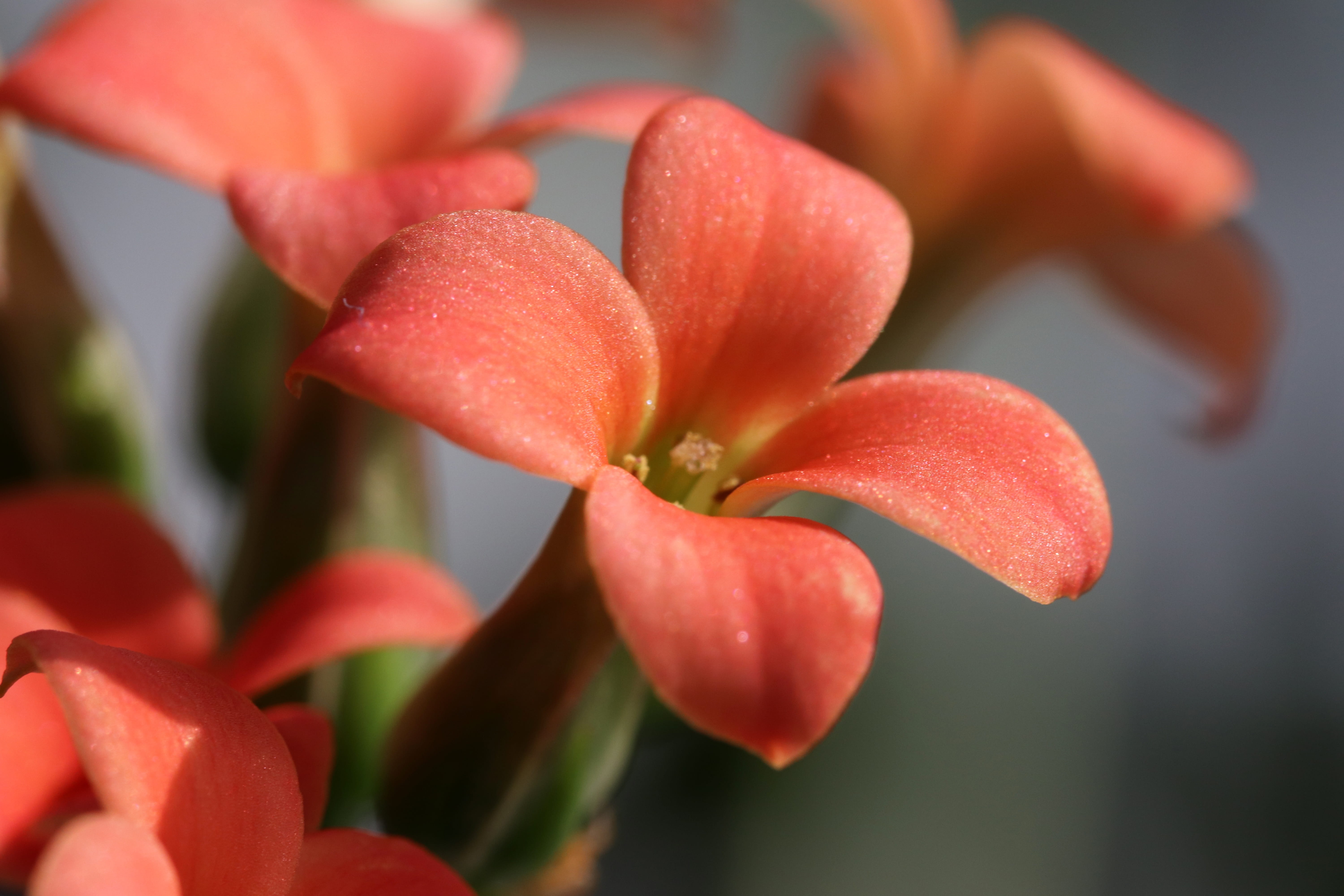 flowering, day, mini potted, fruit, fragility, no people, flowering plant, makro, outdoors, vulnerability, plants, beautiful, flower, petal, inflorescence, HD Wallpaper