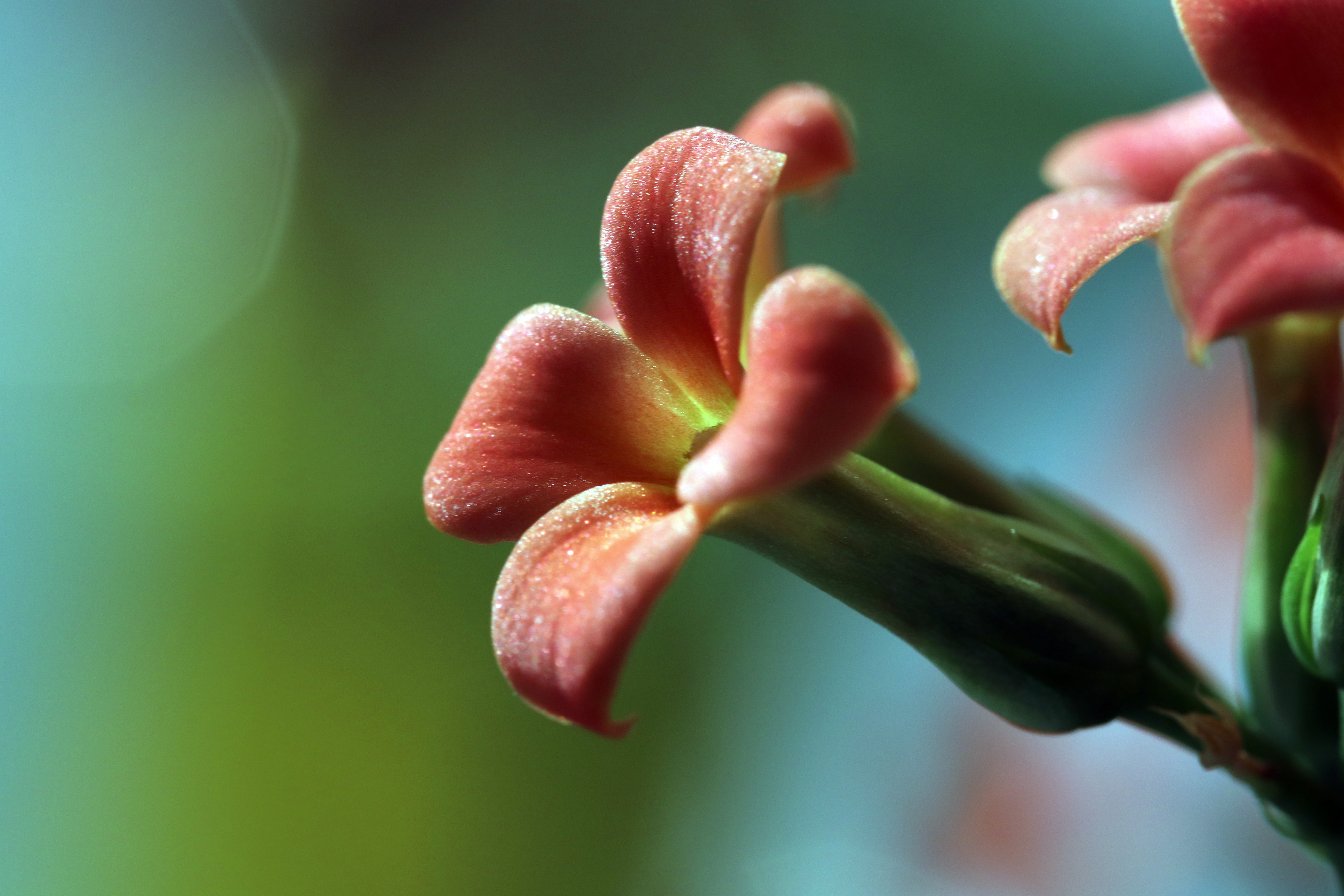 close-up, selective focus, spring, no people, potted plant, 5K, flowers, focus on foreground, petal, freshness, flower, ornamental plants, flowering plant, HD Wallpaper
