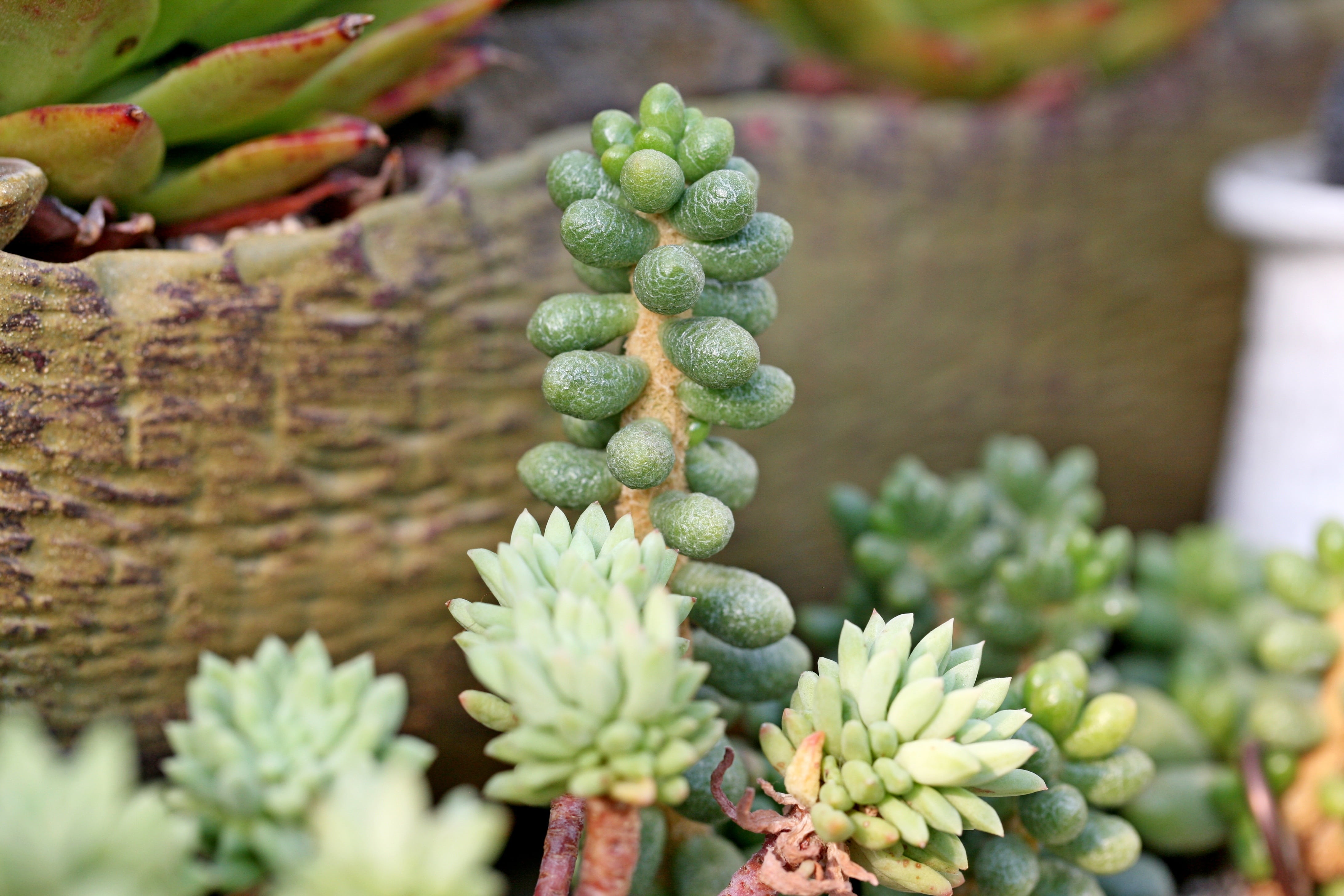 food and drink, succulent, makro, a fleshy plant, plants, plant, garden, 4K, no people, focus on foreground, green color, potted plant, healthy eating, HD Wallpaper