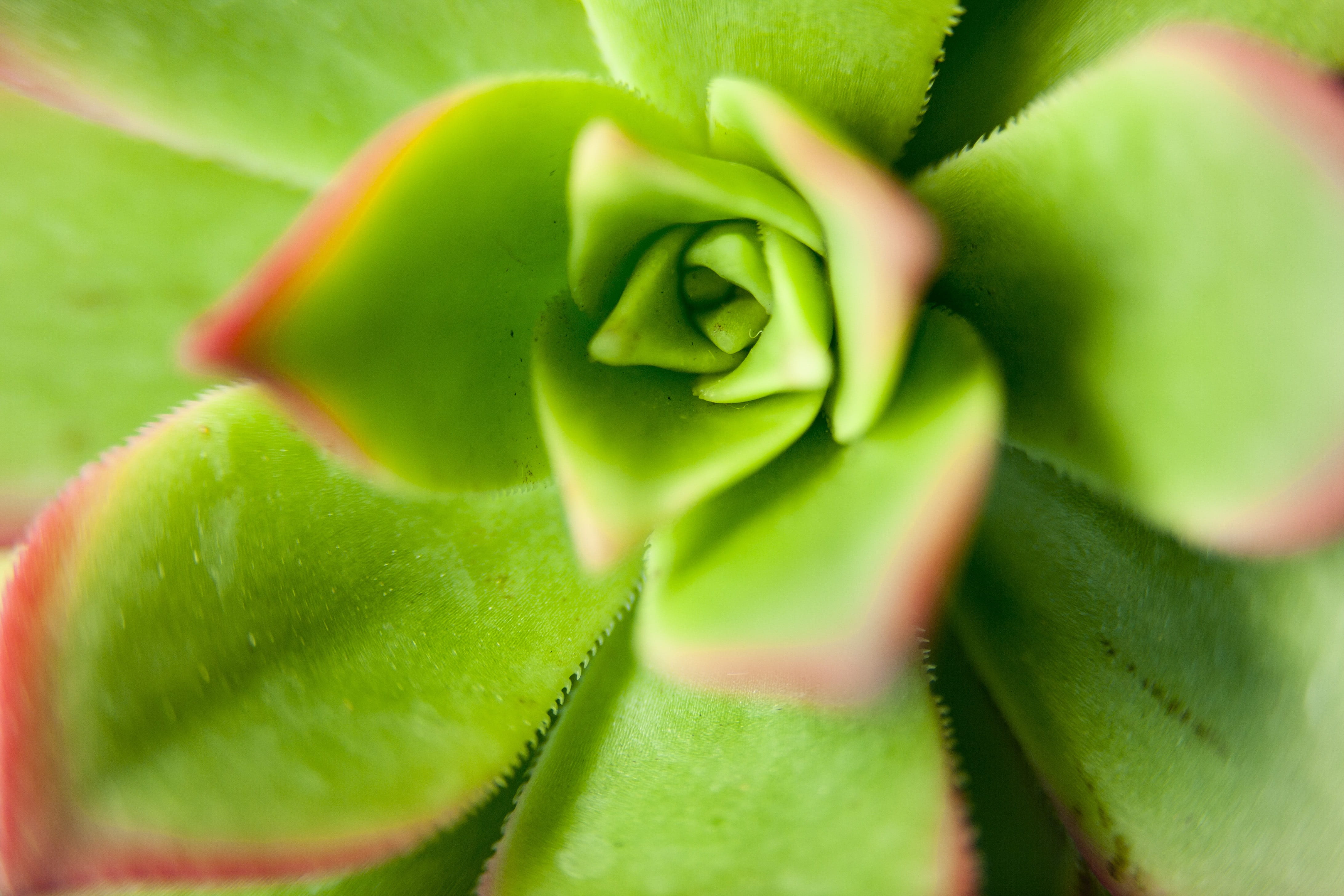 mini potted, affix, selective focus, no people, leaf, flower, close-up, day, outdoors, succulent plant, fleshy in this, makro, food and drink, macro, 4K, HD Wallpaper
