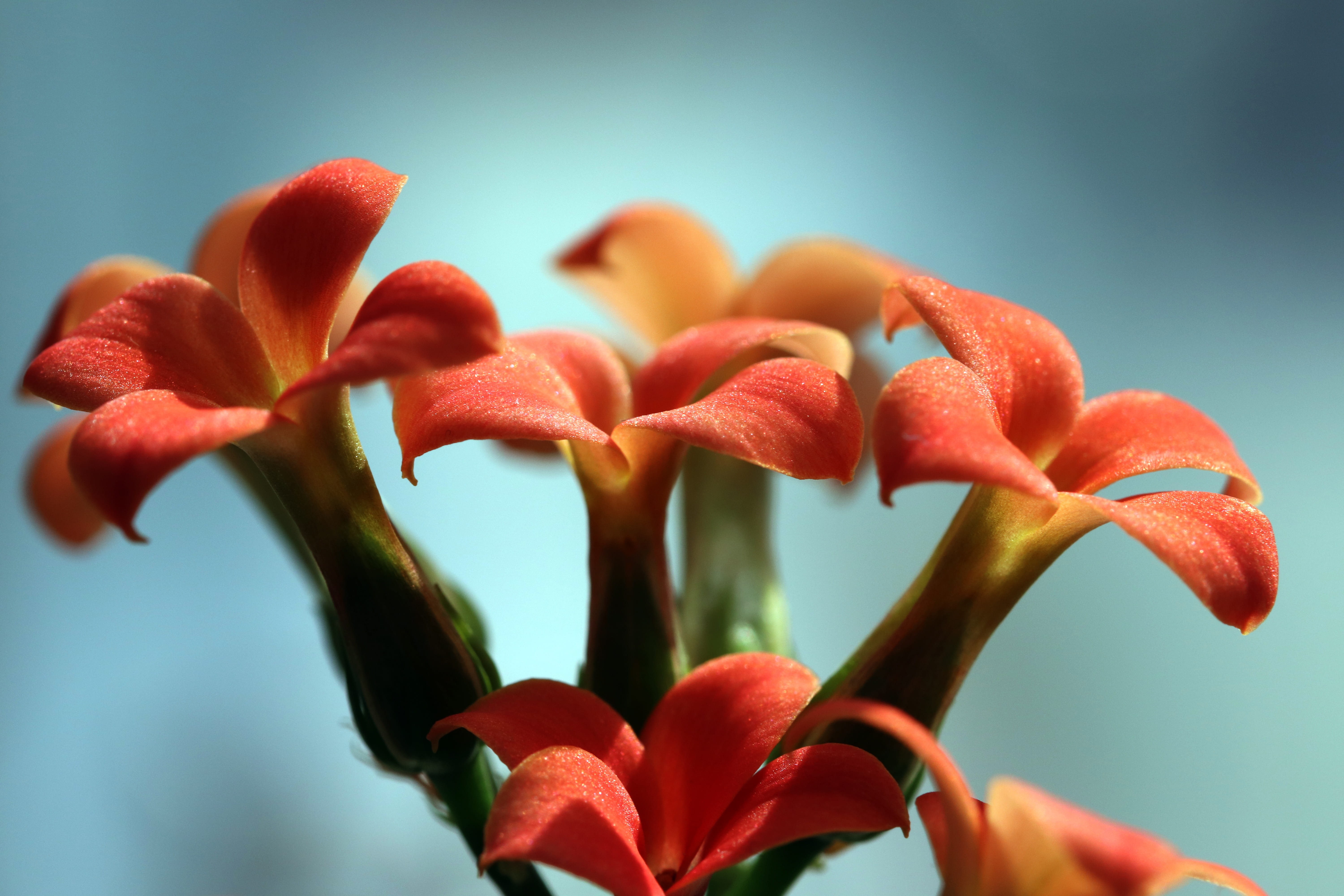 flowering, plant, day, beauty in nature, flower head, freshness, vulnerability, red, potted plant, makro, blue background, plant stem, outdoors, tabitha, HD Wallpaper