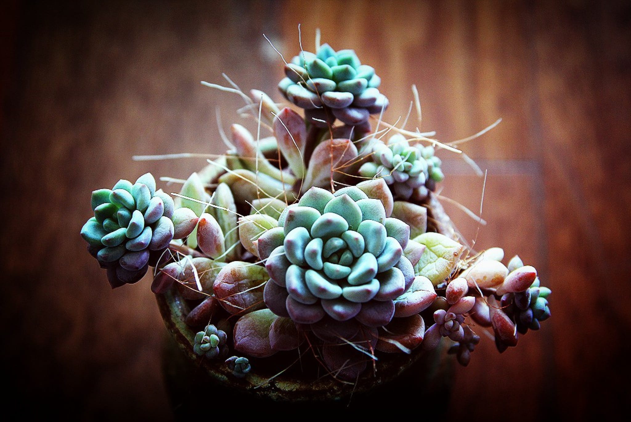 wellbeing, plant, studio shot, succulent plant, growth, a fleshy plant, green color, nature, ornamental plants, beauty in nature, close-up, fruit, flower, HD Wallpaper