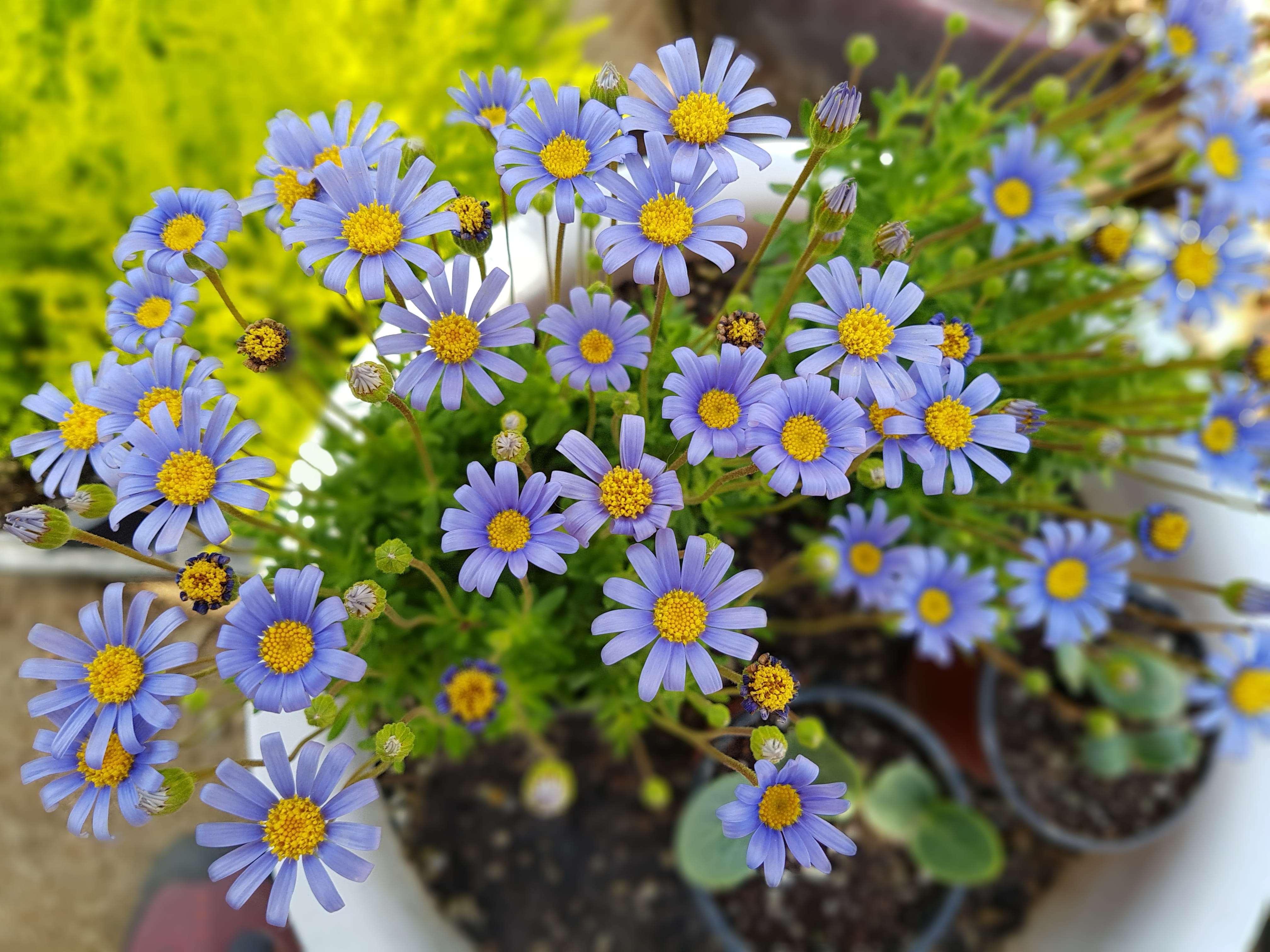 petal, 4K, focus on foreground, wildflower, mini potted, fragility, no people, beauty in nature, flower, Potted Plant, growth, tue-sa, freshness, Purple, HD Wallpaper