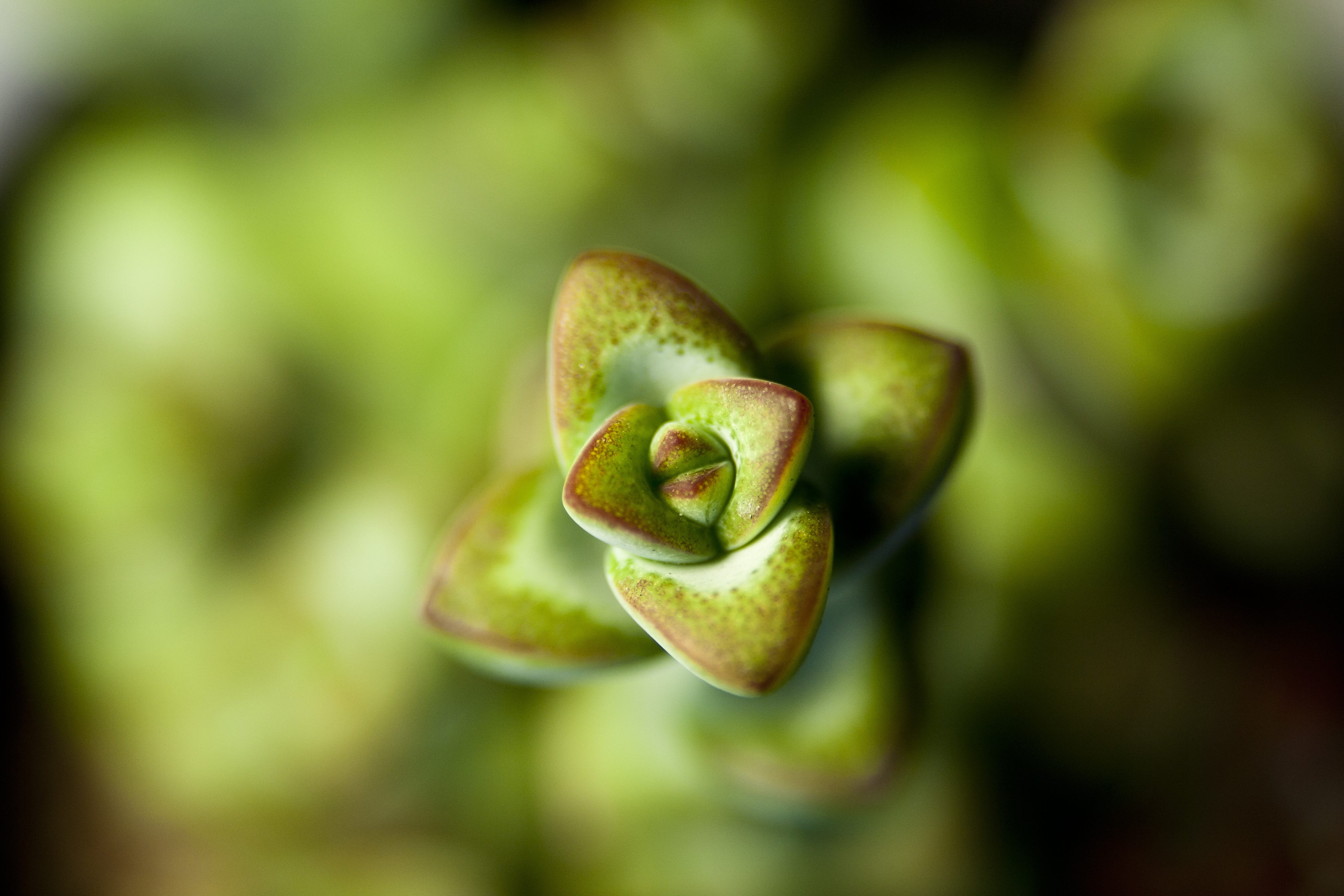 mini potted, leaf, beauty in nature, a fleshy plant, flowers, selective focus, growth, green color, no people, freshness, makro, single object, plants, HD Wallpaper