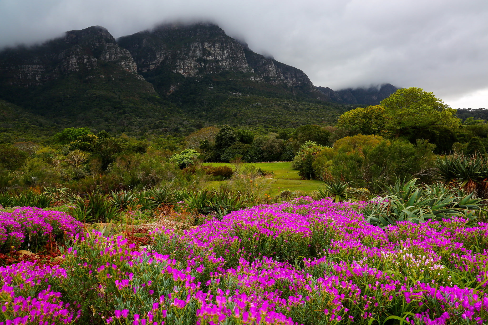 Cape Town, clouds, trees, 1080P, flowers, mountains, park, nature, Kirstenbosch National Botanical Garden, HD Wallpaper