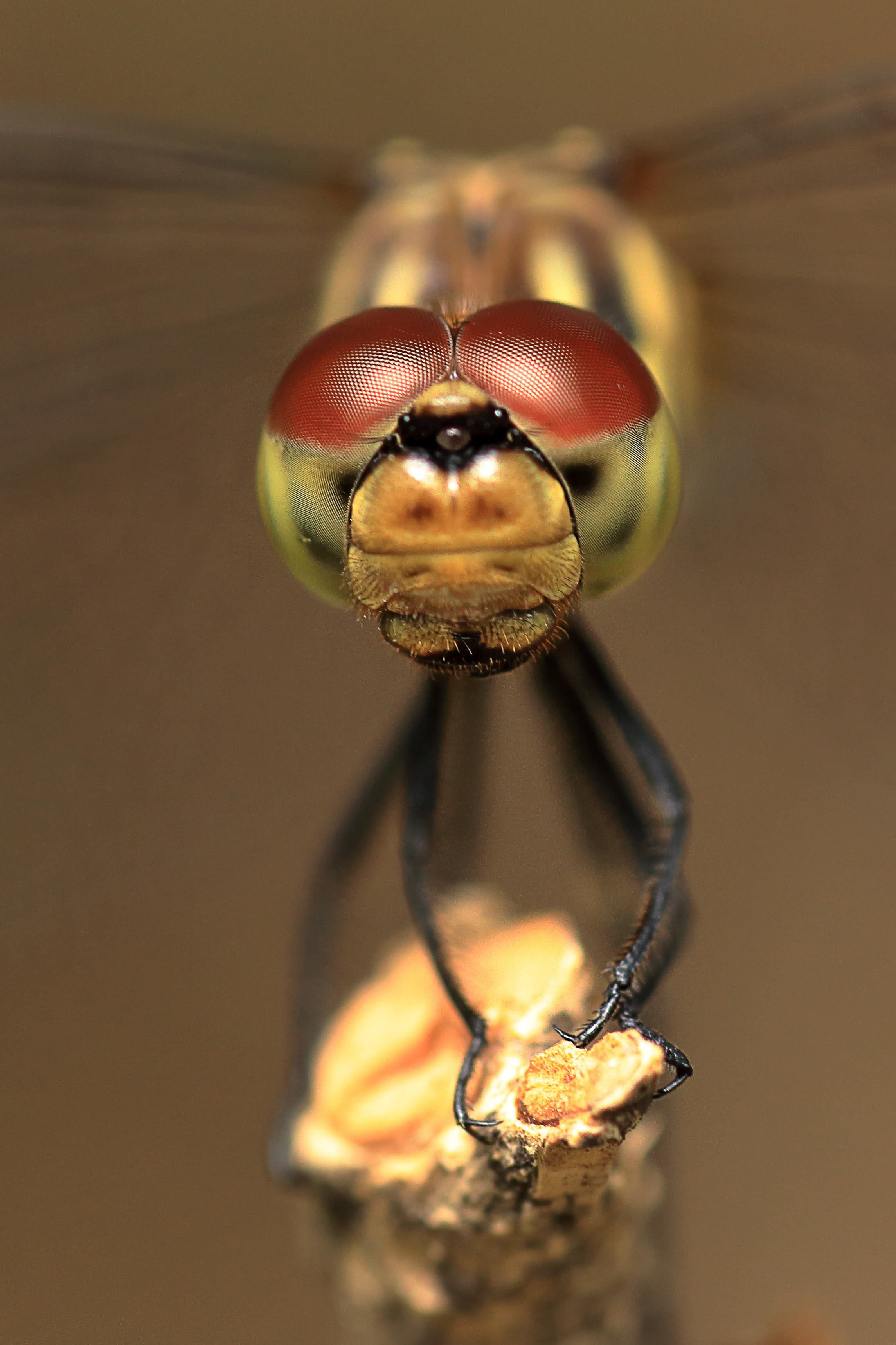 insect, insects, 2K, animal wildlife, indoors, brown, compound eyes, red dragonfly, nature, freshness, dragonfly, studio shot, invertebrate, animal, focus on foreground, Phone HD Wallpaper