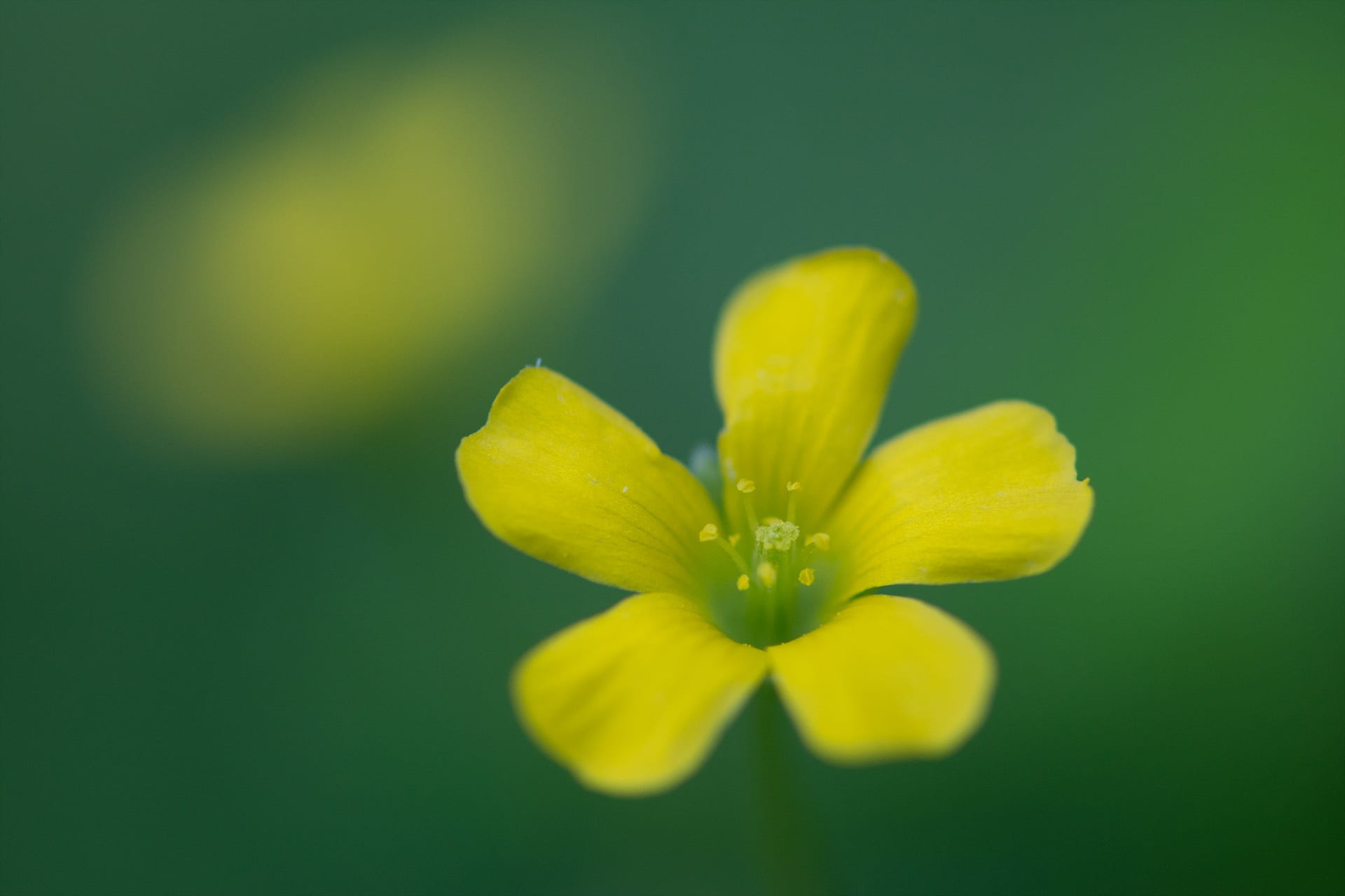 freshness, outdoors, studio shot, 1080P, botany, no people, plant, fragility, yellow, nature, beauty in nature, growth, colored background, wildflower close-ups, HD Wallpaper