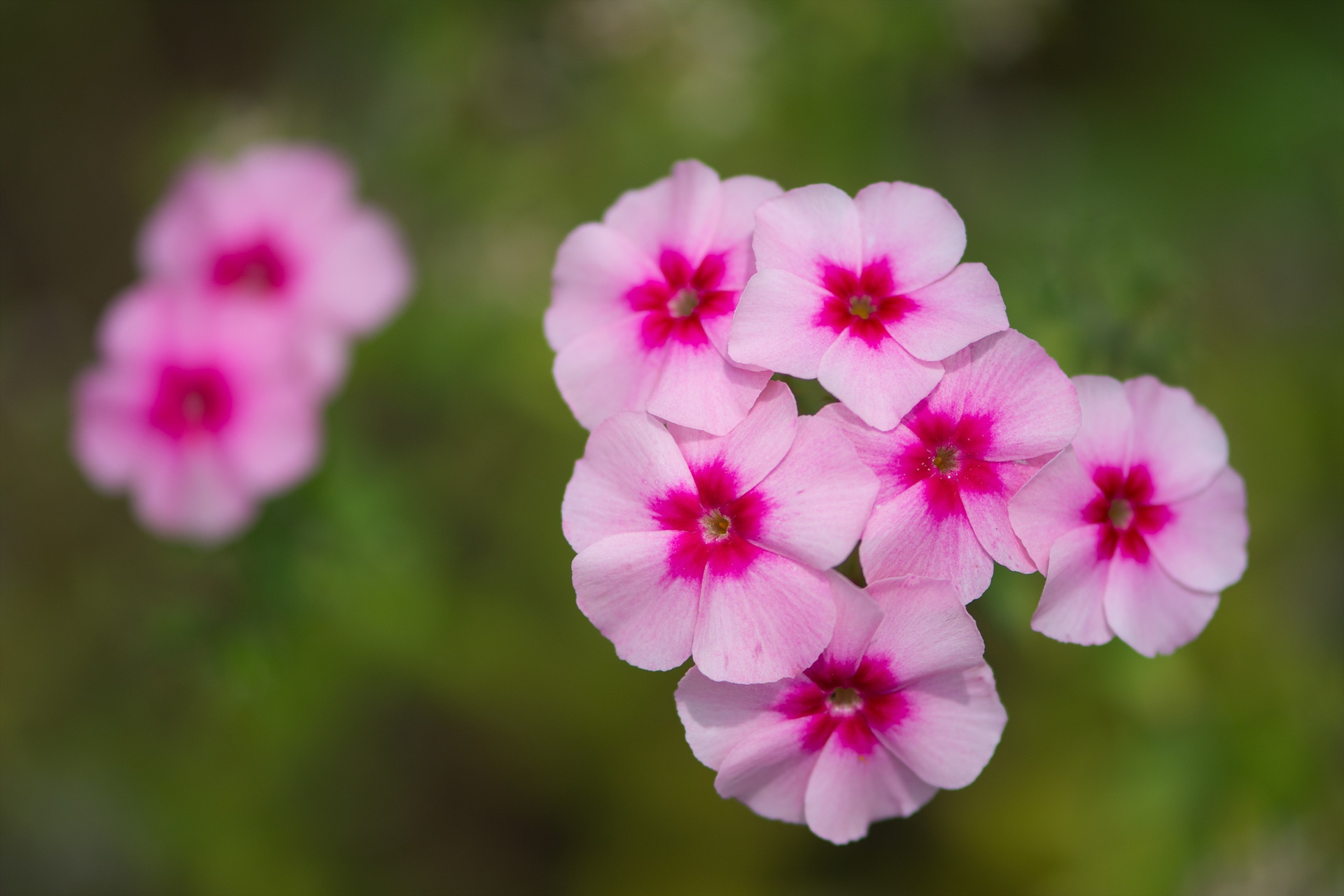 phlox, freshness, close-up, vulnerability, park - man made space, botany, fragility, flower Head, inflorescence, outdoors, flower, pink Color, focus on foreground, HD Wallpaper