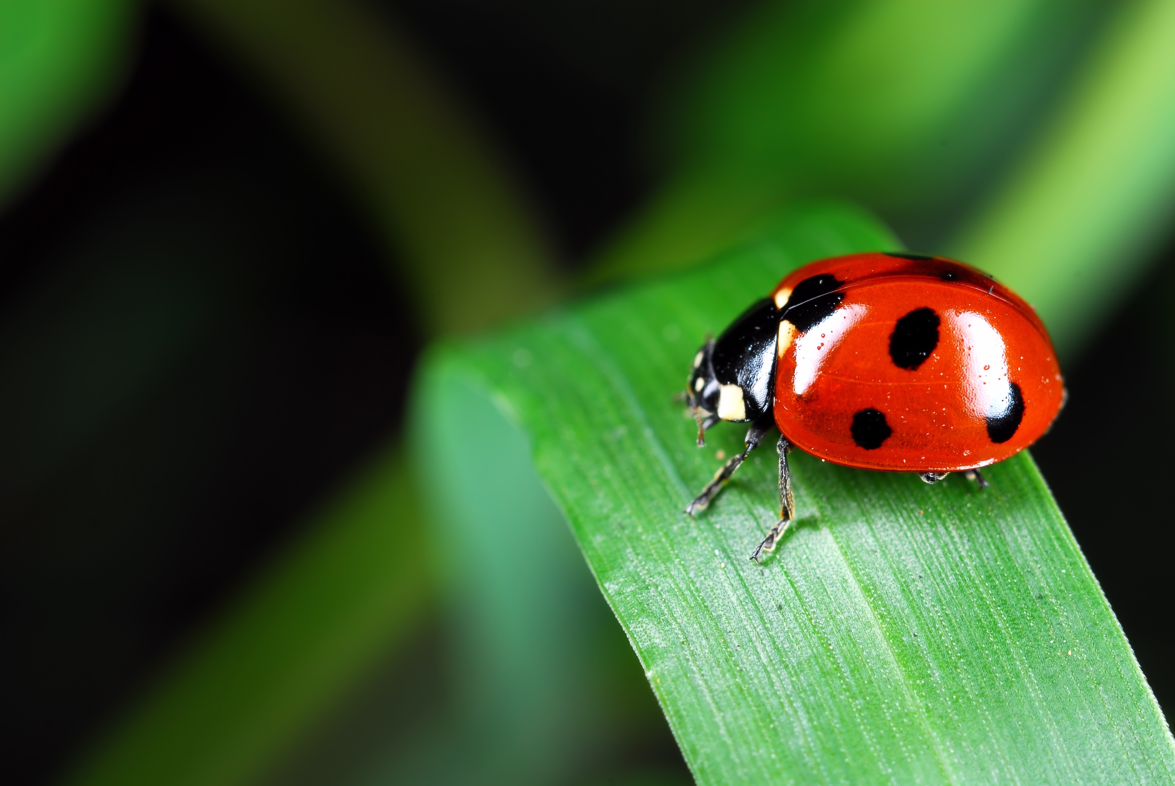 insects, animal, at the edge of, insect, red, focus on foreground, outdoors, animal wildlife, spotted, plant part, small, nature, plant, grass, green Color, HD Wallpaper