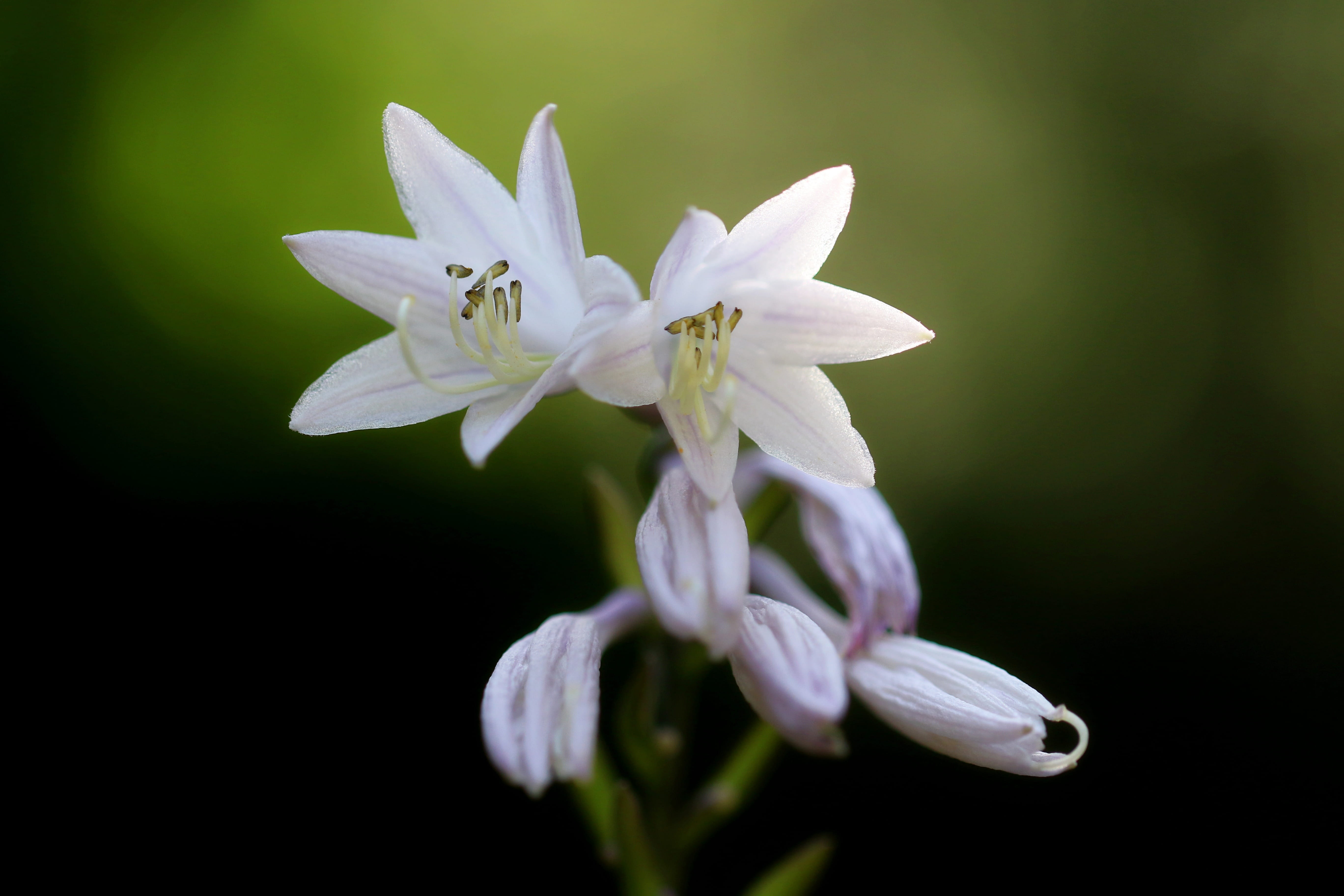 arboretum, vivian chu, Nature, Chu, flower head, affix, pollen, freshness, flower, white color, Plants, no people, growth, springtime, botany, purple, park, HD Wallpaper
