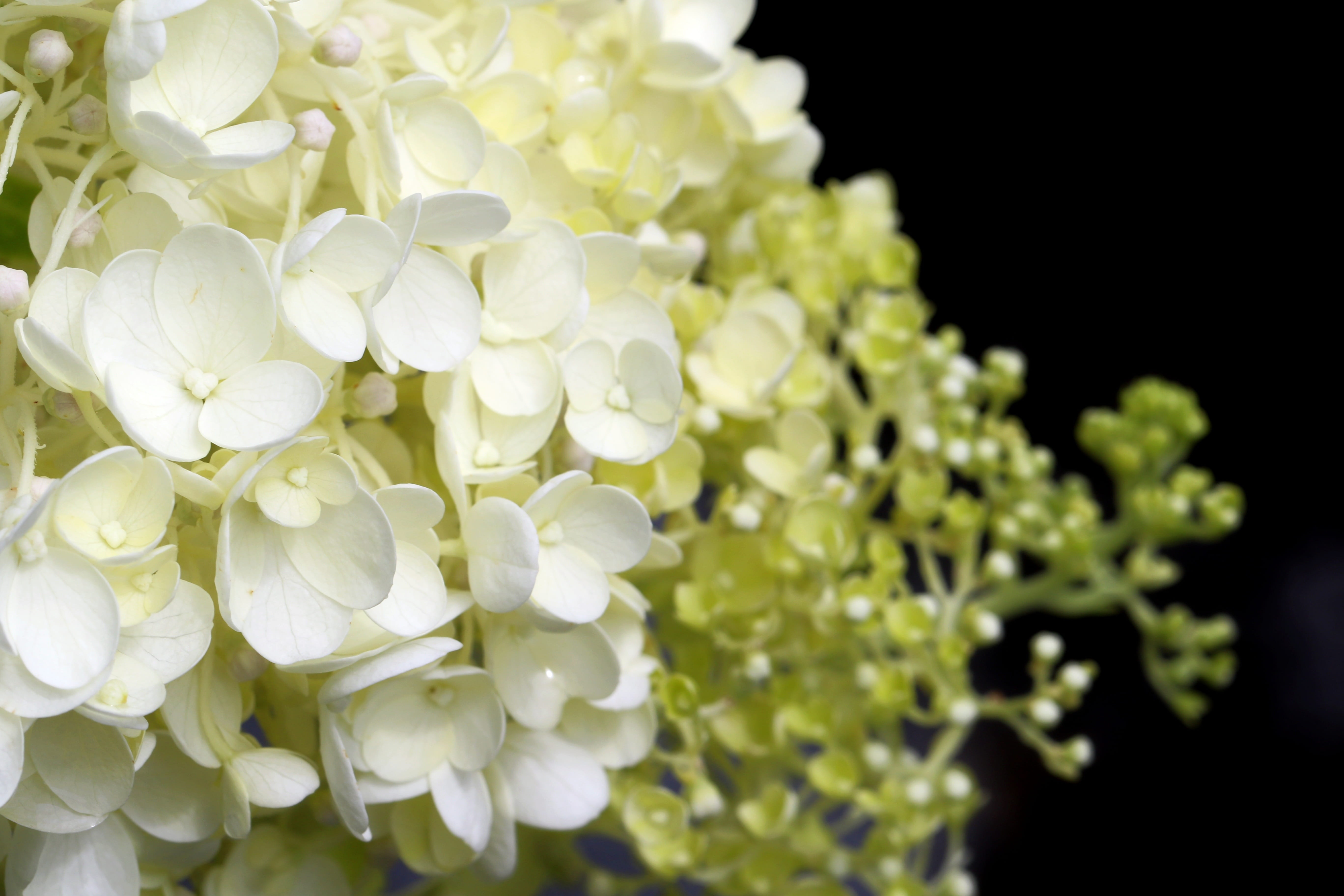 park, growth, blossom, flower head, vulnerability, Forest, petaled, petal, Nature, floral close-ups, yellow, flower arrangement, close-up, bunch of flowers, HD Wallpaper