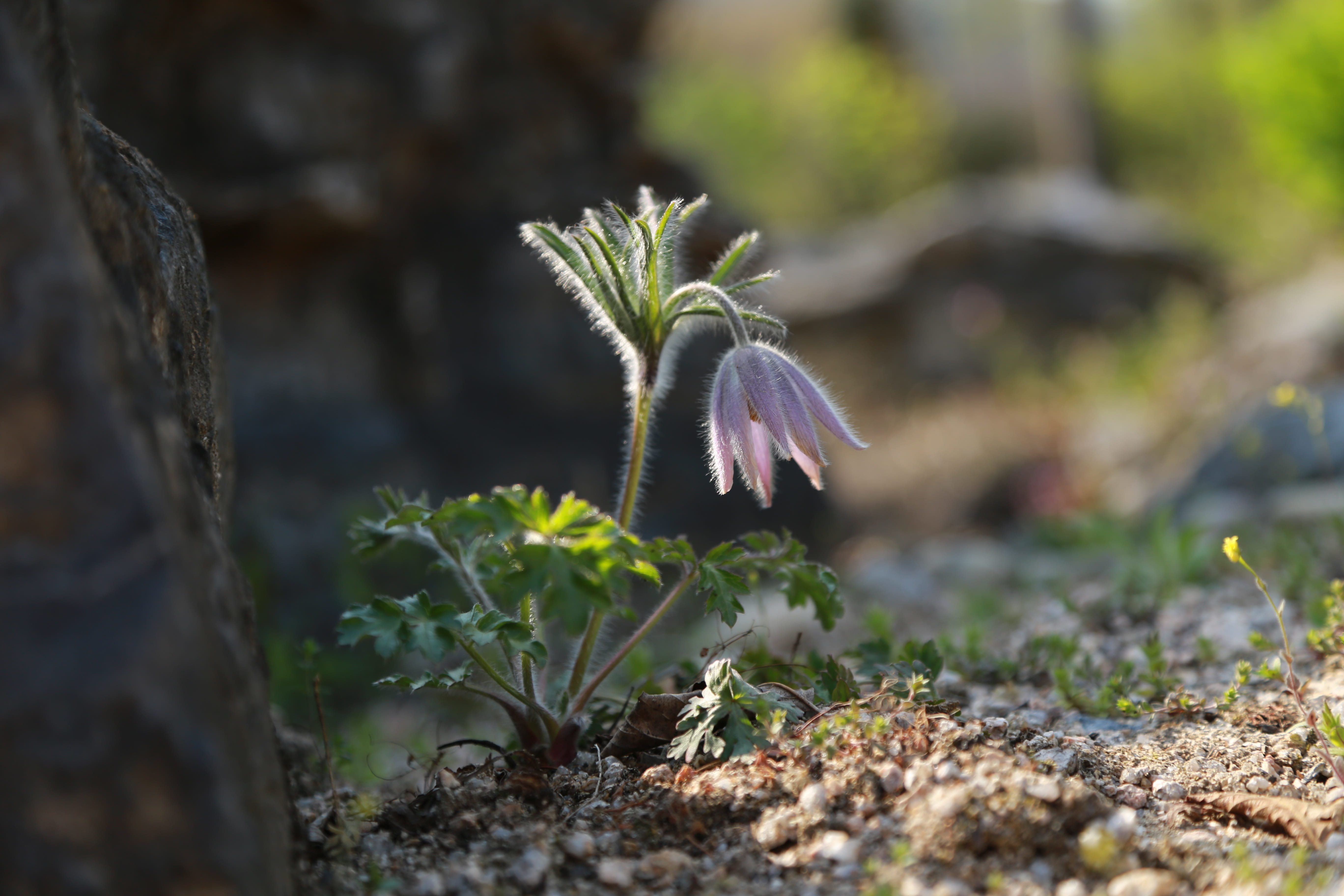 some people dont, behold, land, outdoors, field flowers, leaf, flowering plant, pasqueflower, field, purple, petal, park, beauty in nature, no people, wild flower, HD Wallpaper