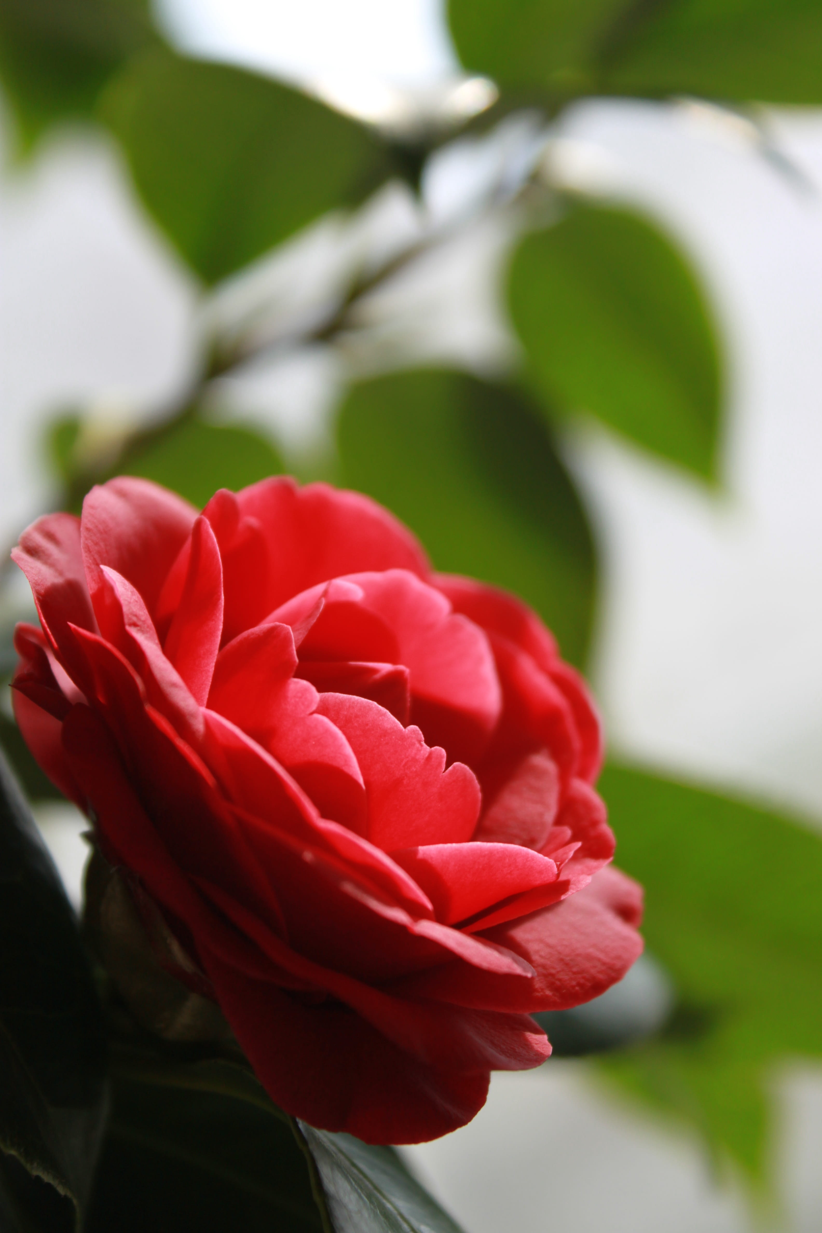 flower, camellia, growth, arboretum, spring, outdoors, winter, leaf, petal, plant part, vulnerability, fragility, beauty in nature, plant, close-up, camellia hill, Phone HD Wallpaper