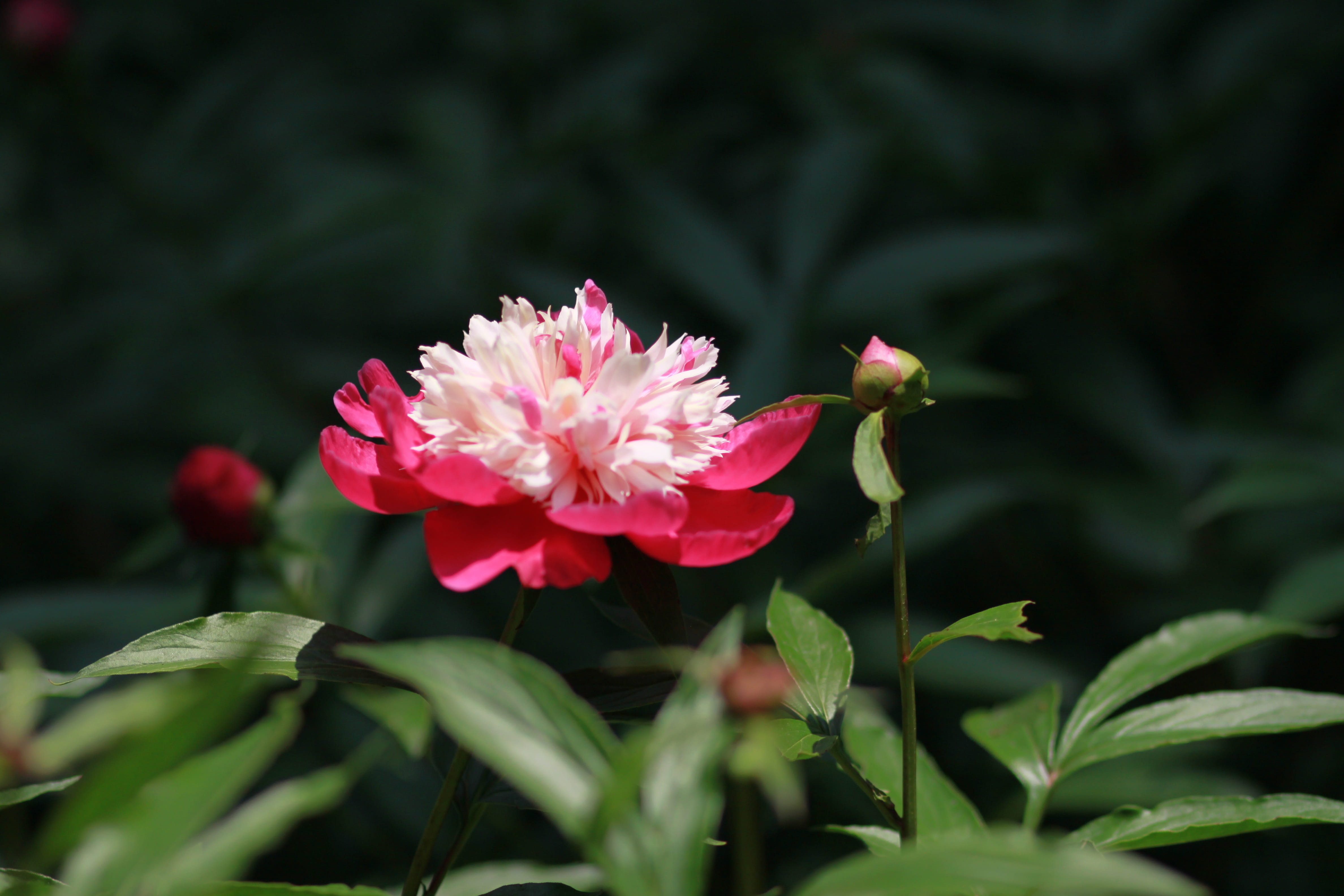 park, flower tree, red flowers, the, flower gardens, outdoor, vivid, spring flowers, peonies, pink flower, pollen, beauty, flowers, skin, may, day, focus on foreground, HD Wallpaper
