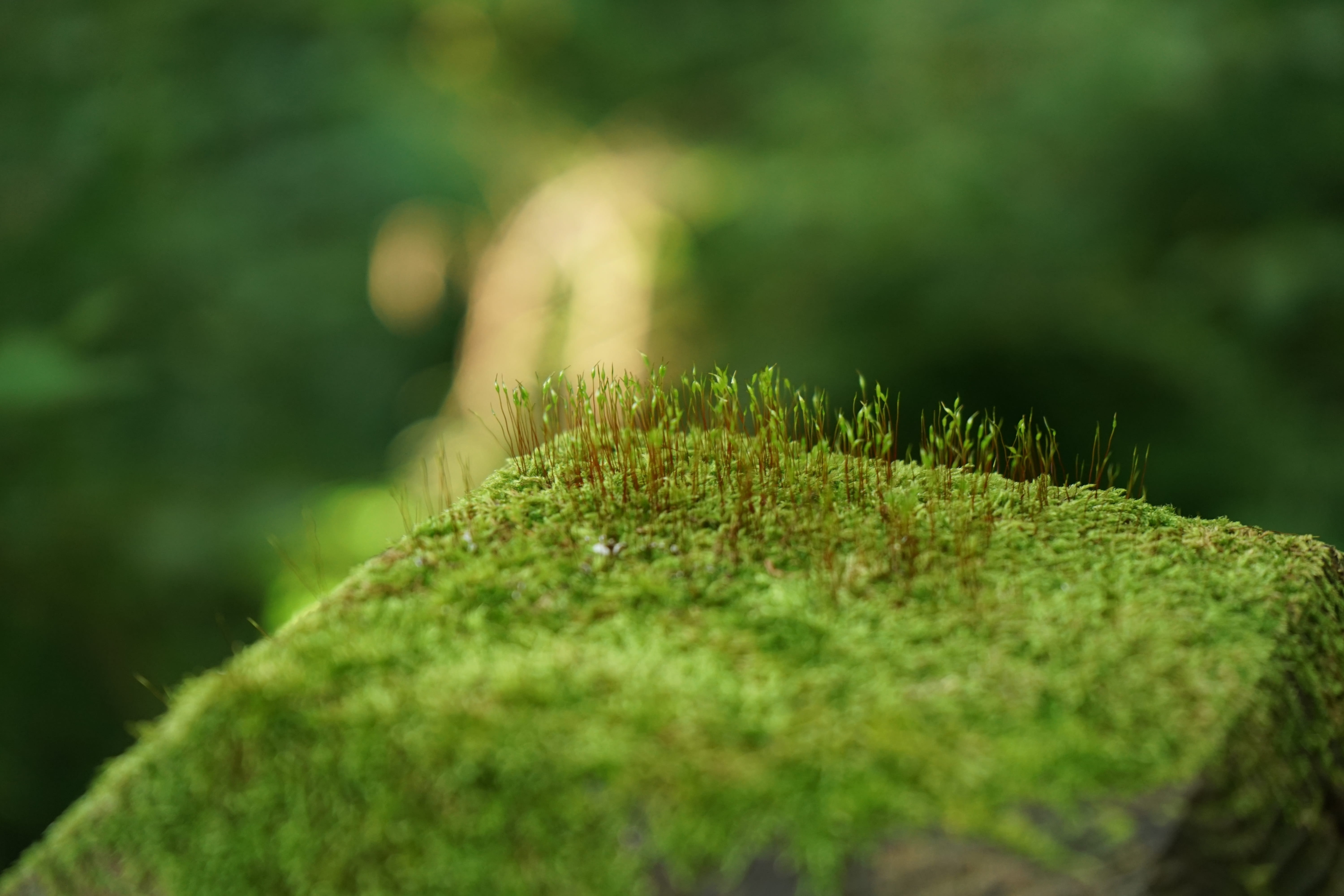 plant, tranquility, grass, landscape, sunshine, plants, makro, affix, nature, the leaves, summer, herb, plant part, flowers, 5K, insects, trunk, growth, HD Wallpaper