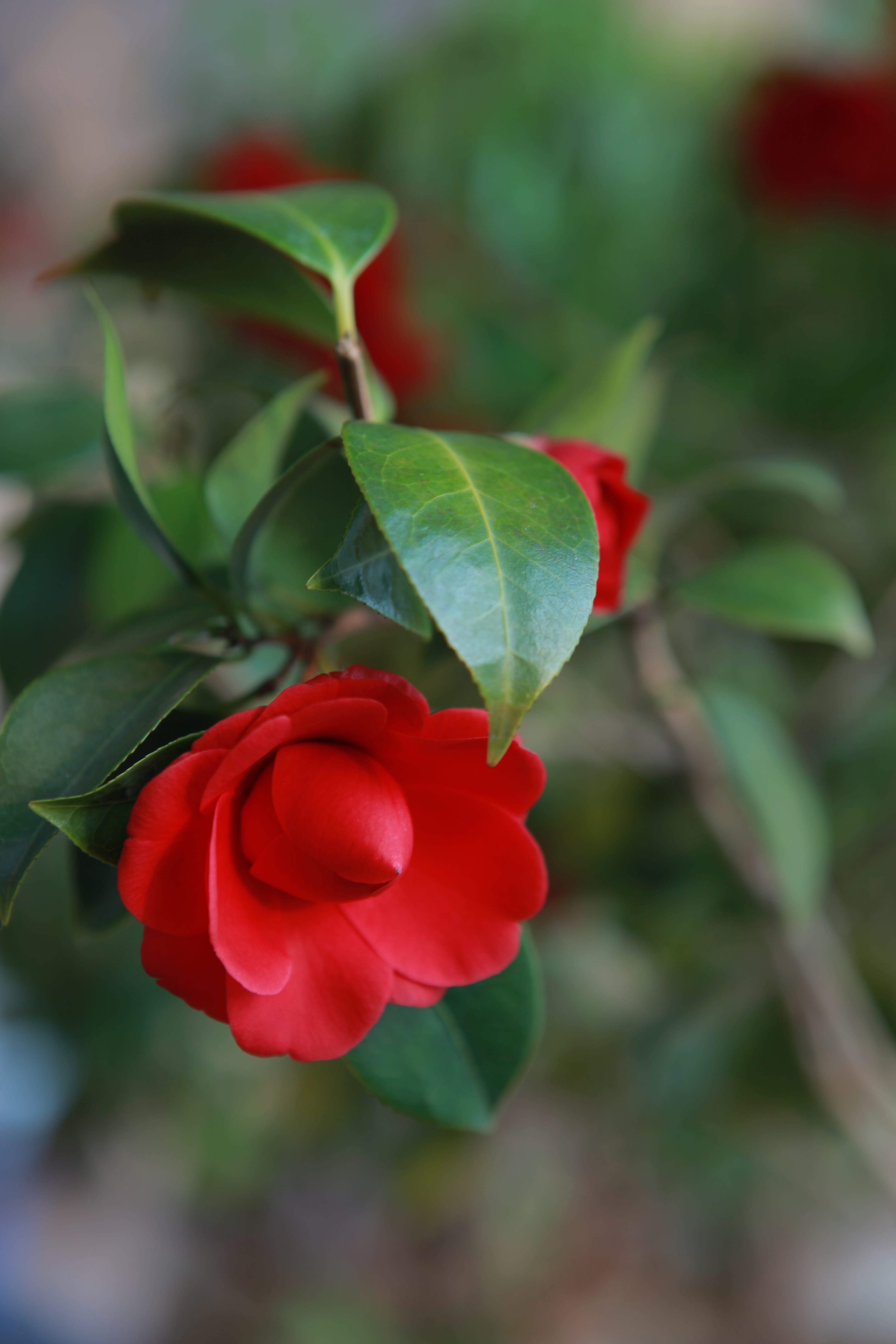 arboretum, red flowers, beautiful, camellia festival, close-up, jeju island, petal, camellia flower, growth, camellia, vulnerability, flowers, garden, flower head, Phone HD Wallpaper
