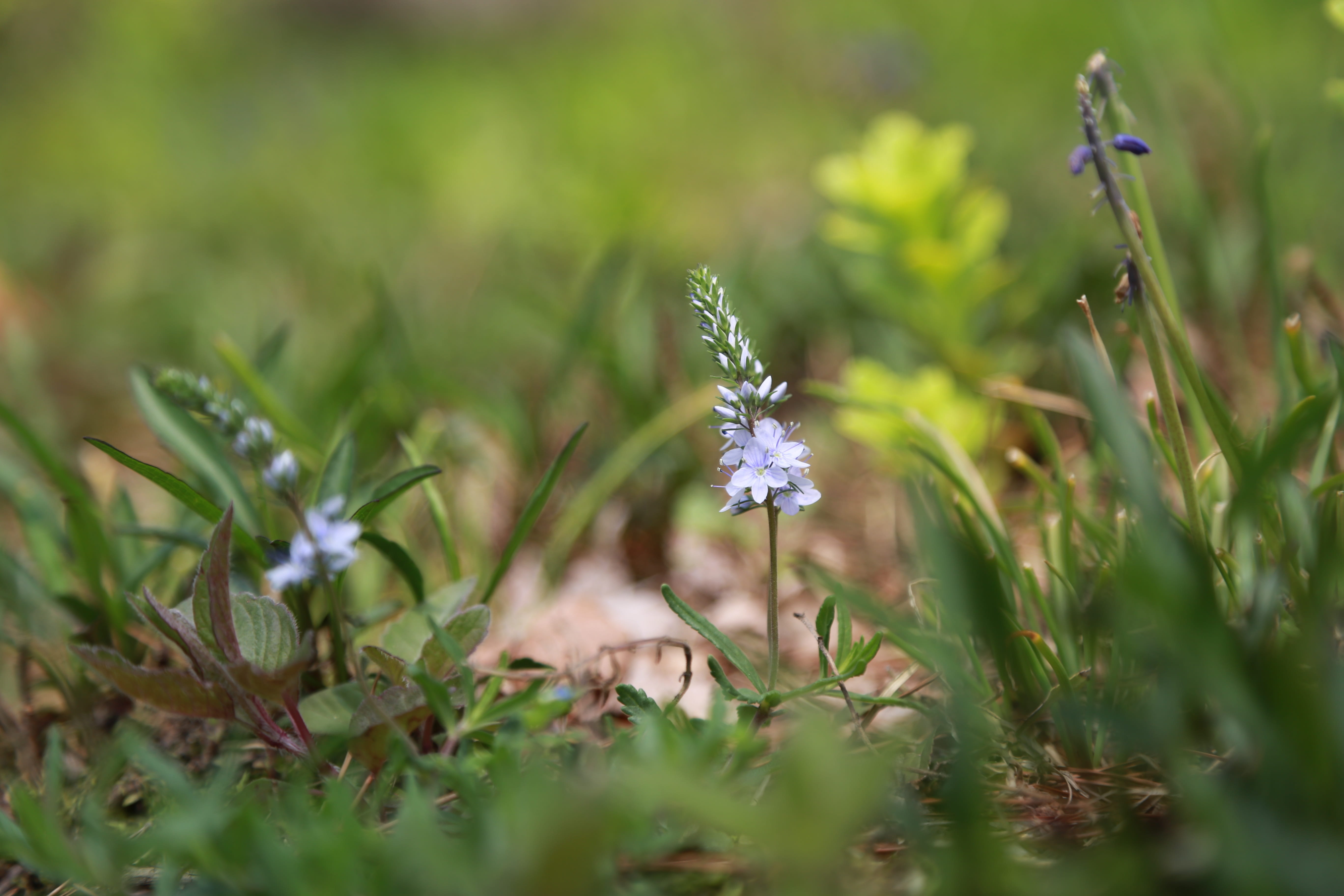 freshness, blue flower, pool, vulnerability, flowering, light green, bud, flower horn, fresh medium, garden, plants, landscape, noel online gift shop, affix, HD Wallpaper